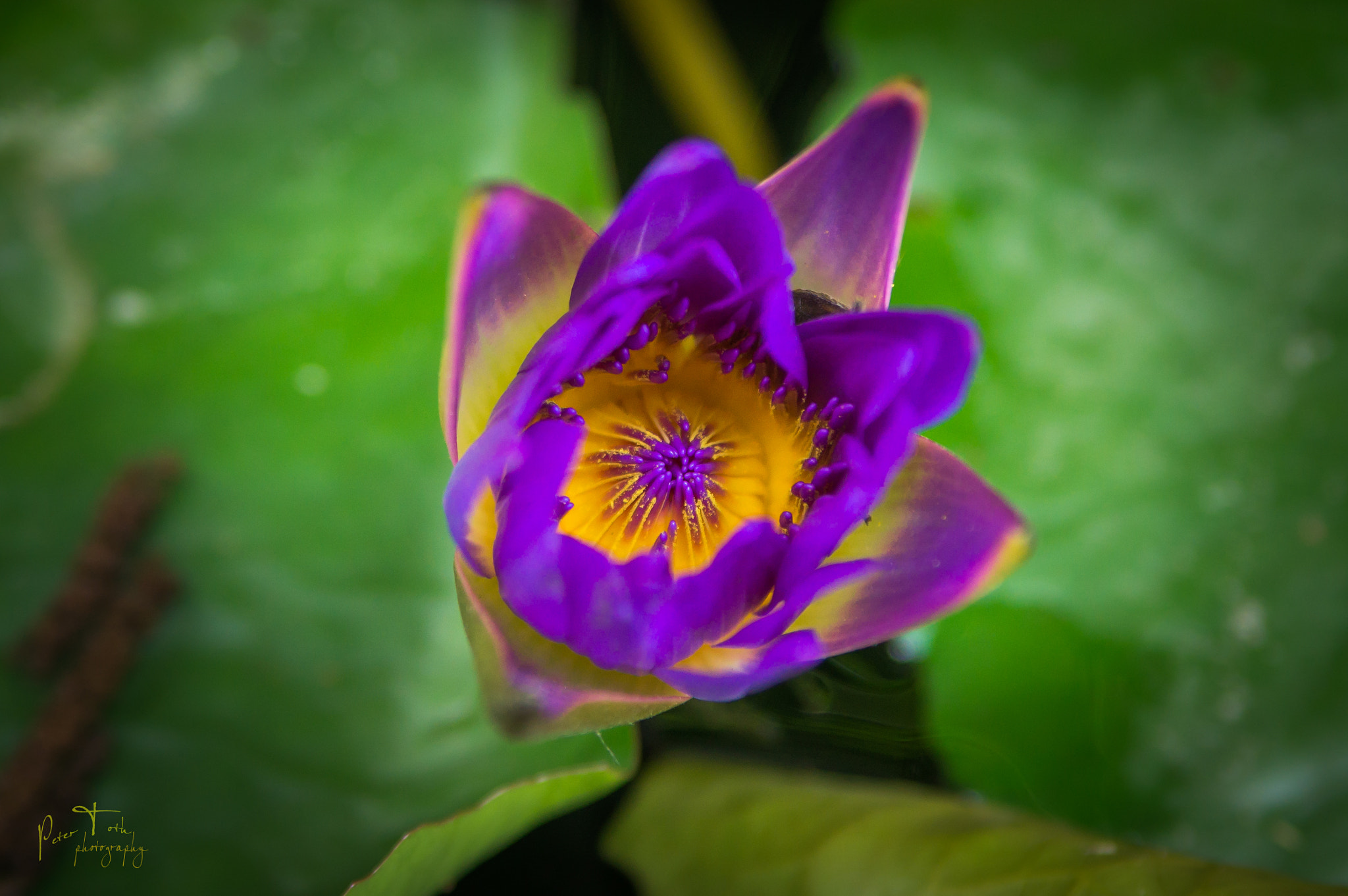 Sony SLT-A57 + Tamron SP 24-70mm F2.8 Di VC USD sample photo. Waterlily photography