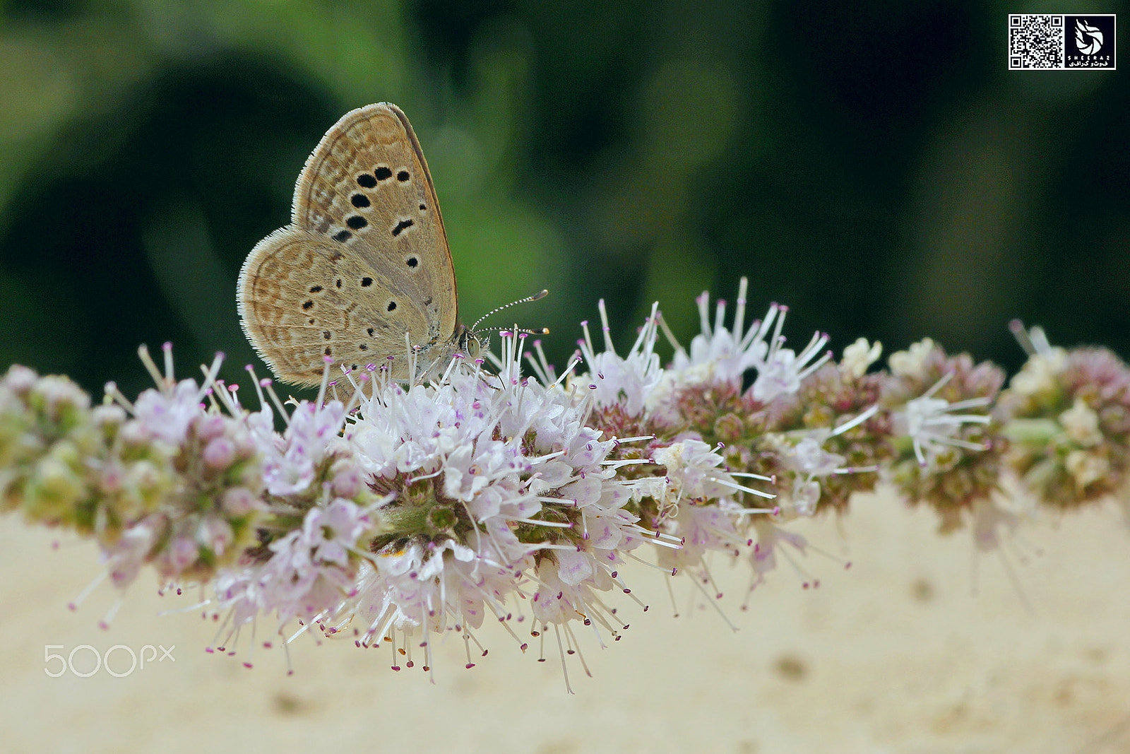 Canon EOS 60D + Tamron SP AF 90mm F2.8 Di Macro sample photo. Tiny butterfly. photography