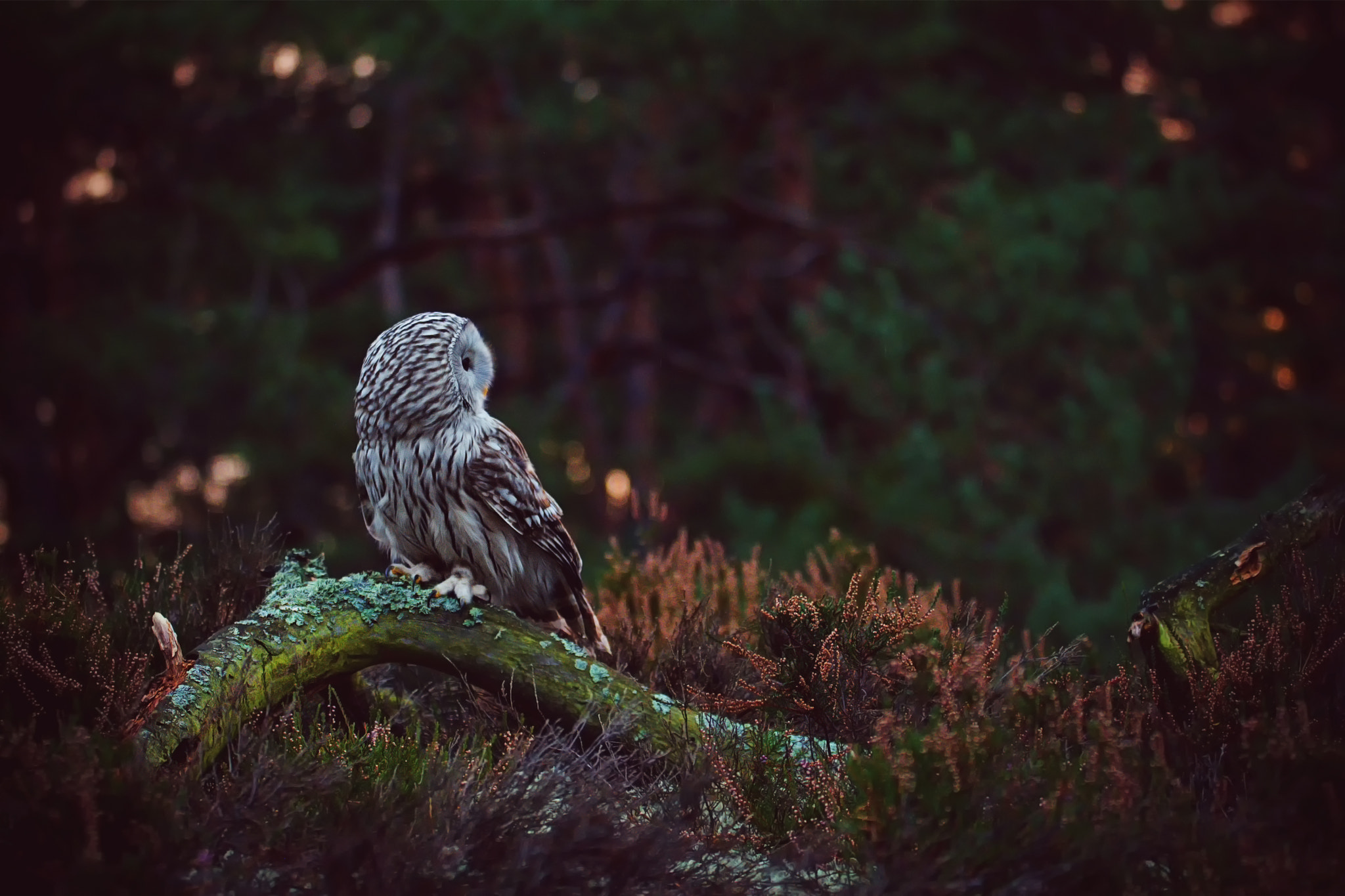 Nikon D7100 sample photo. Ural owl (strix uralensis) photography