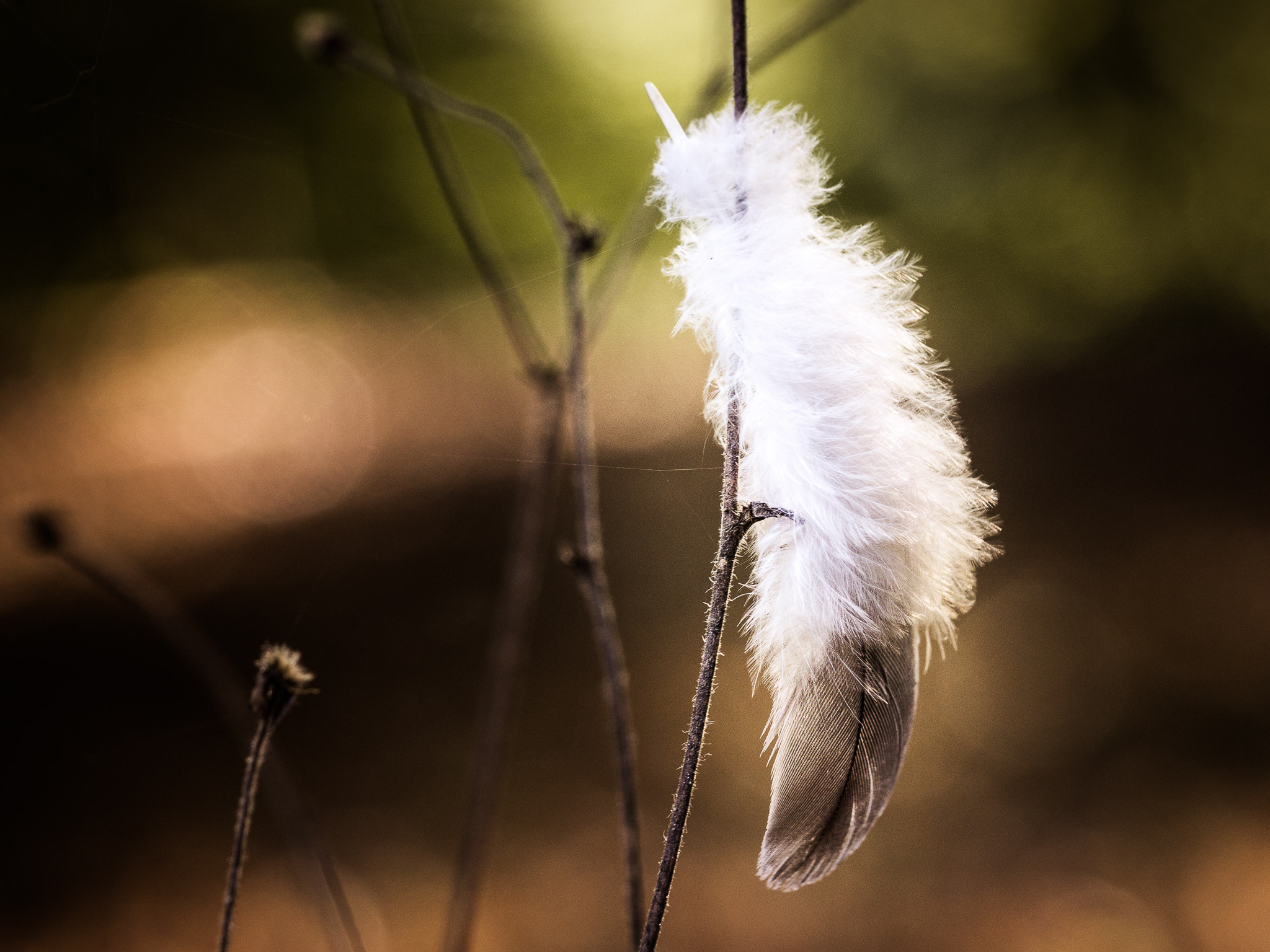 Sony a6000 + Sony FE 90mm F2.8 Macro G OSS sample photo. Mindful thoughts... feather light. photography