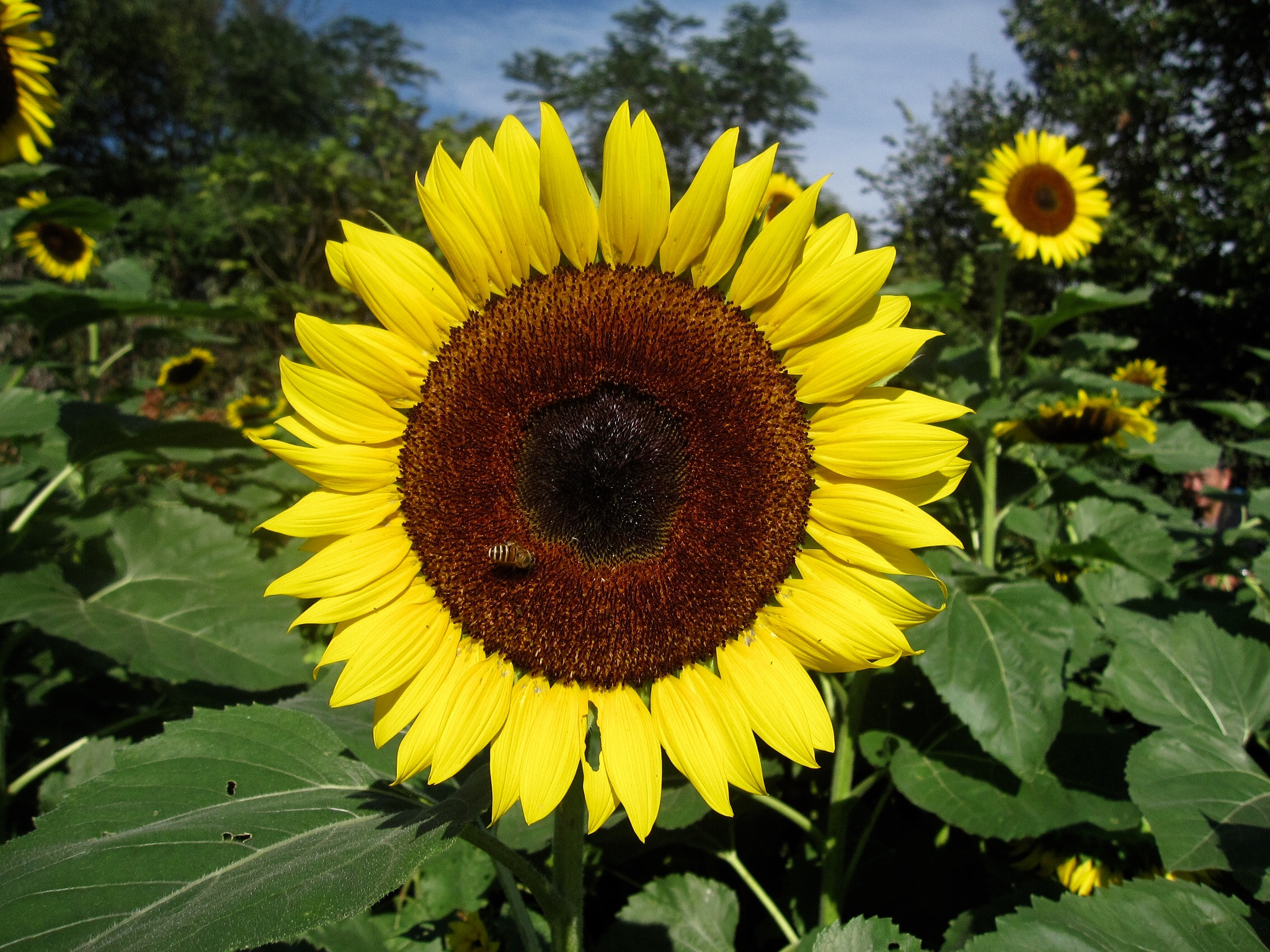 Canon PowerShot SD880 IS (Digital IXUS 870 IS / IXY Digital 920 IS) sample photo. Sunflower 向日葵 photography