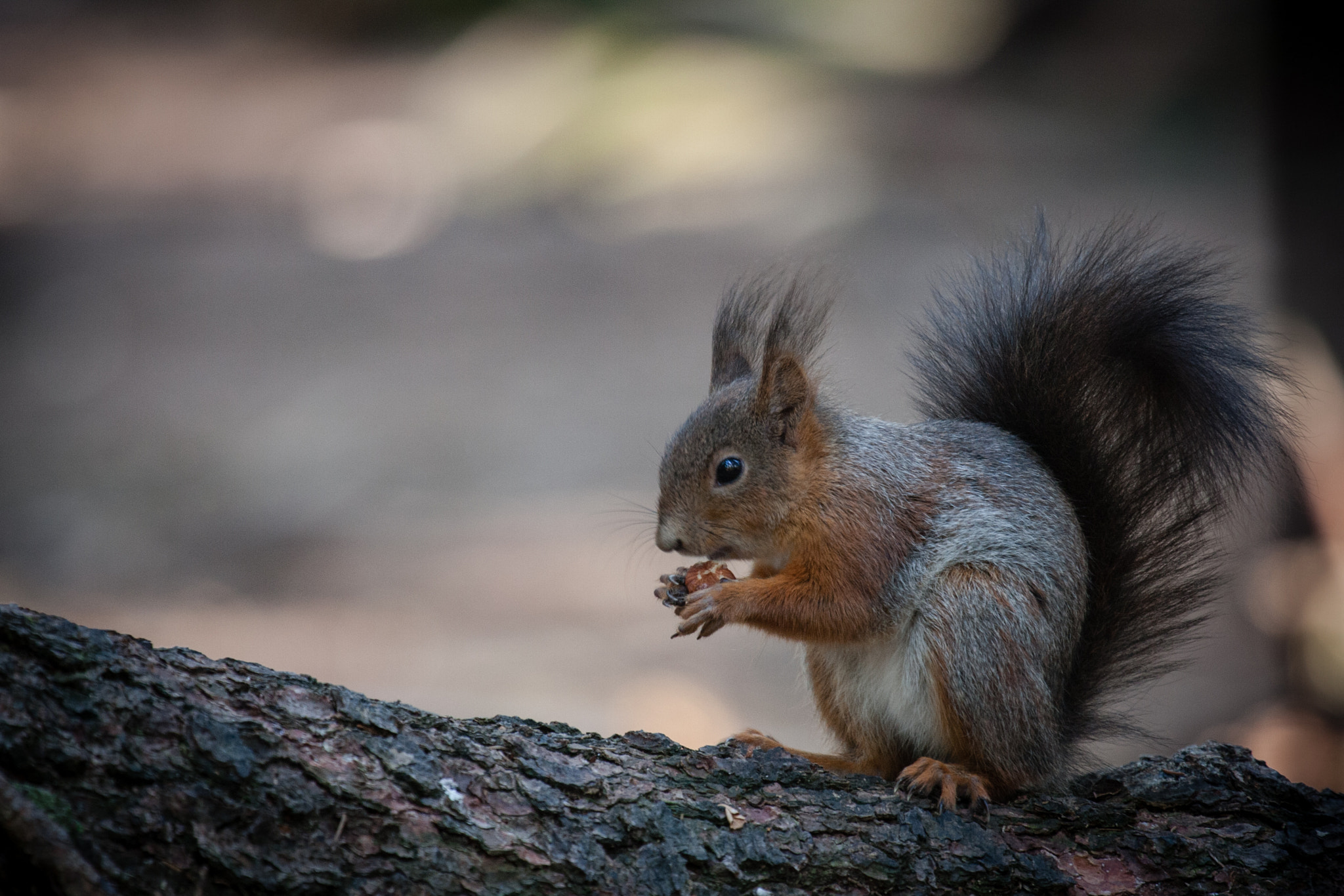 Canon EF 100-400mm F4.5-5.6L IS USM sample photo. Small snack photography