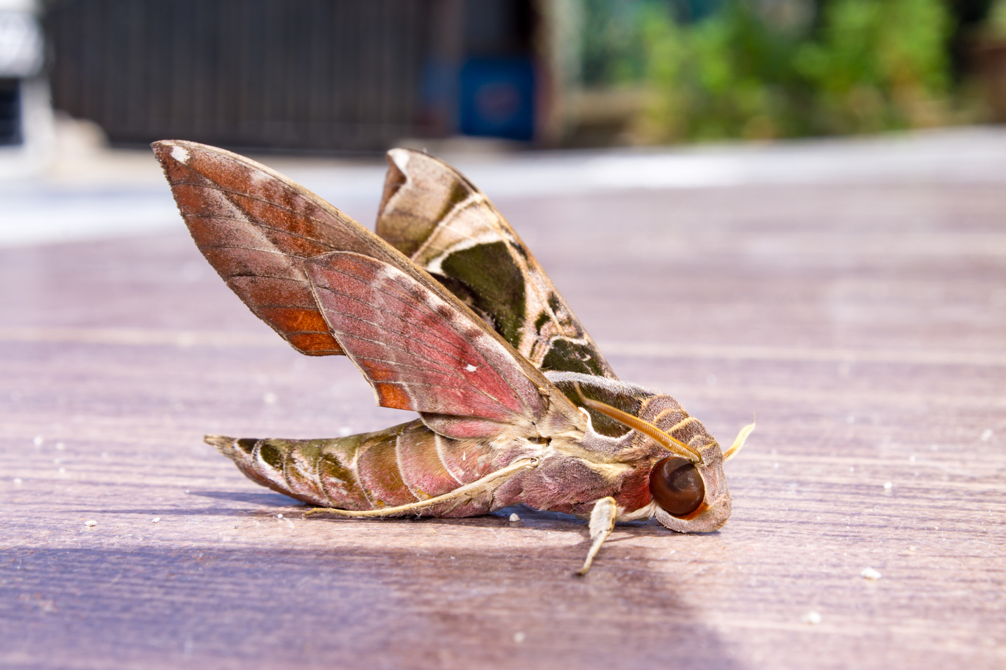 Minolta AF 28-85mm F3.5-4.5 New sample photo. Oleander hawk moth (daphnis nerii), on the floor photography