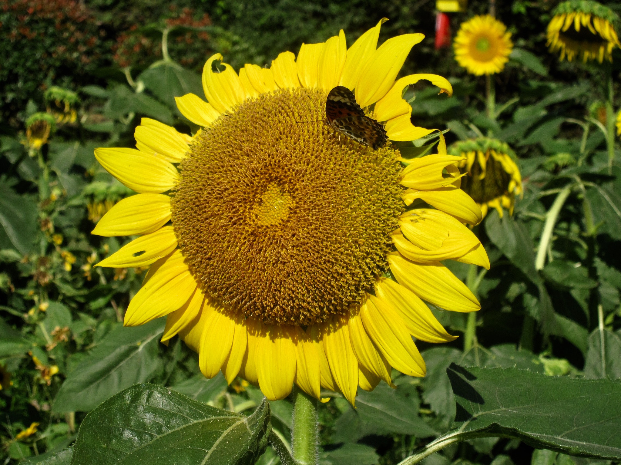 Canon PowerShot SD880 IS (Digital IXUS 870 IS / IXY Digital 920 IS) sample photo. Sunflower and buttterfly 蝴蝶和向日葵 photography