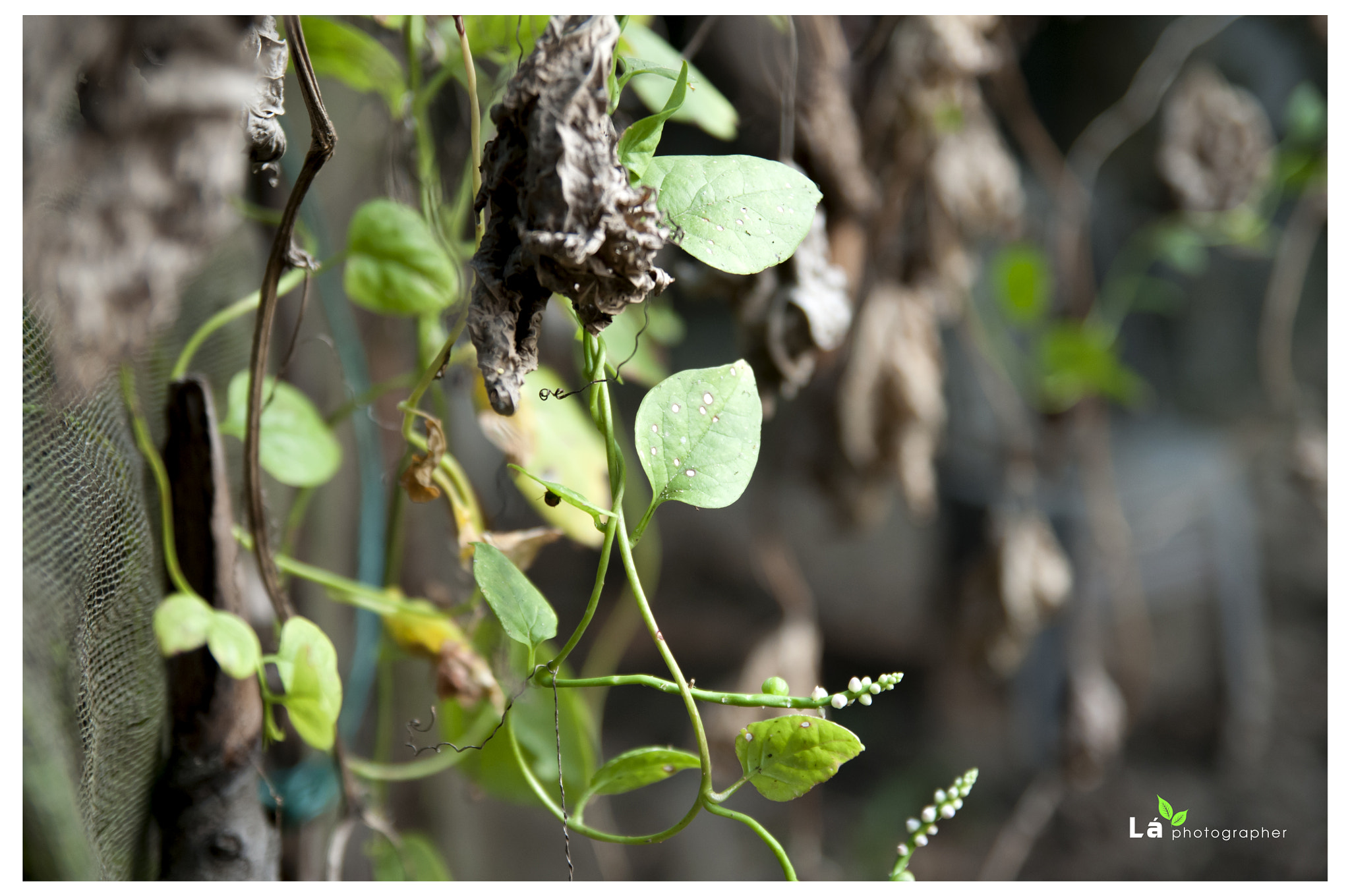 Nikon D300S sample photo. Rau mồng tơi photography