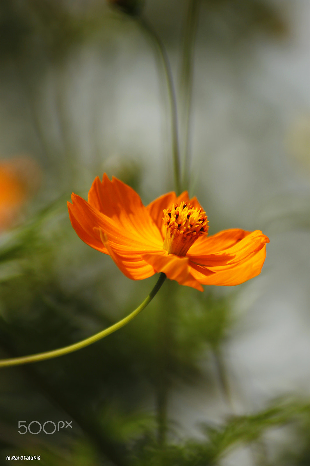 Canon EOS 500D (EOS Rebel T1i / EOS Kiss X3) sample photo. In good mood photography
