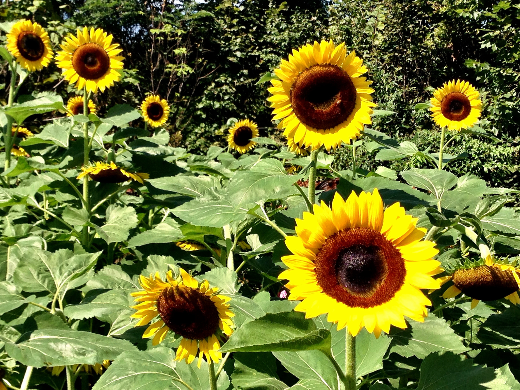 Apple iPhone5,2 sample photo. Sunflowers 向日葵 photography