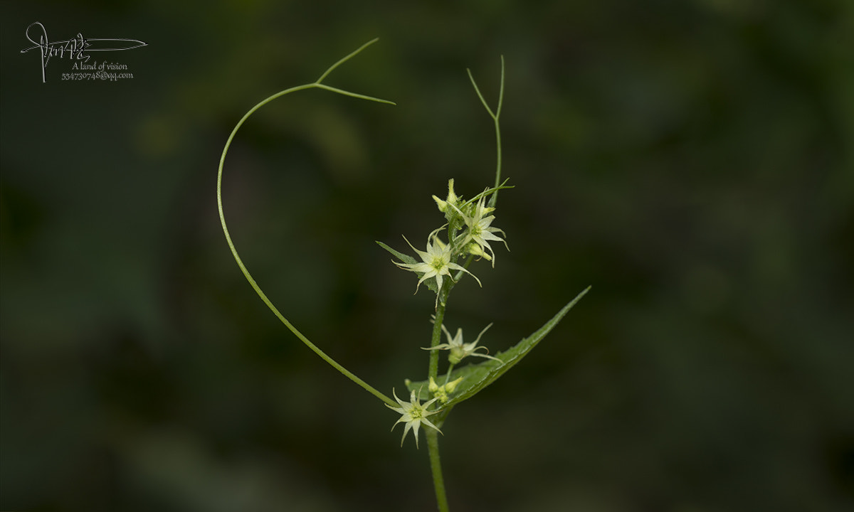 Nikon D800 + AF Micro-Nikkor 55mm f/2.8 sample photo. 盒子花 photography