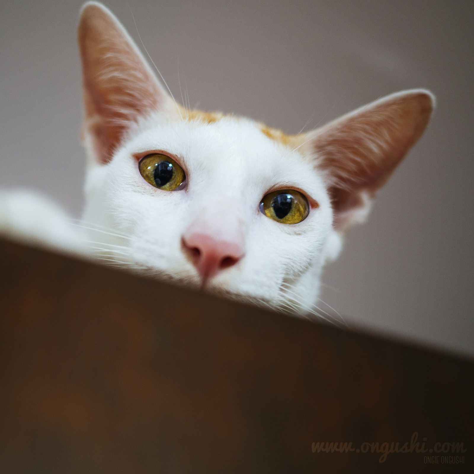 Olympus OM-D E-M10 II + LEICA DG SUMMILUX 15/F1.7 sample photo. Cat 157: amber eyes photography