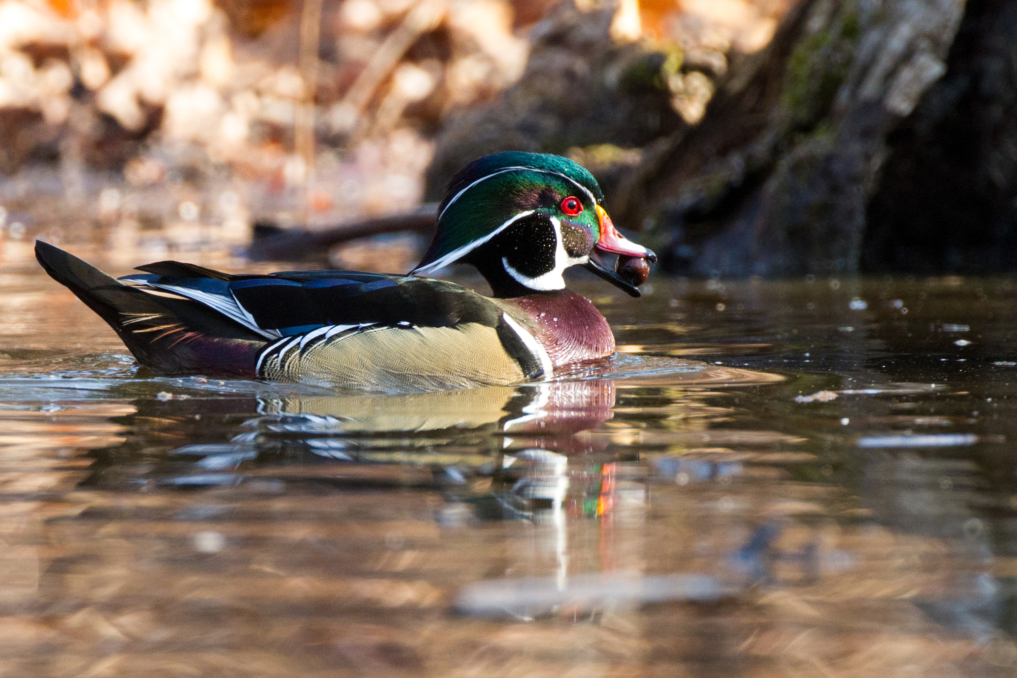 Canon EF 500mm F4L IS USM sample photo. Wood duck with acorn photography