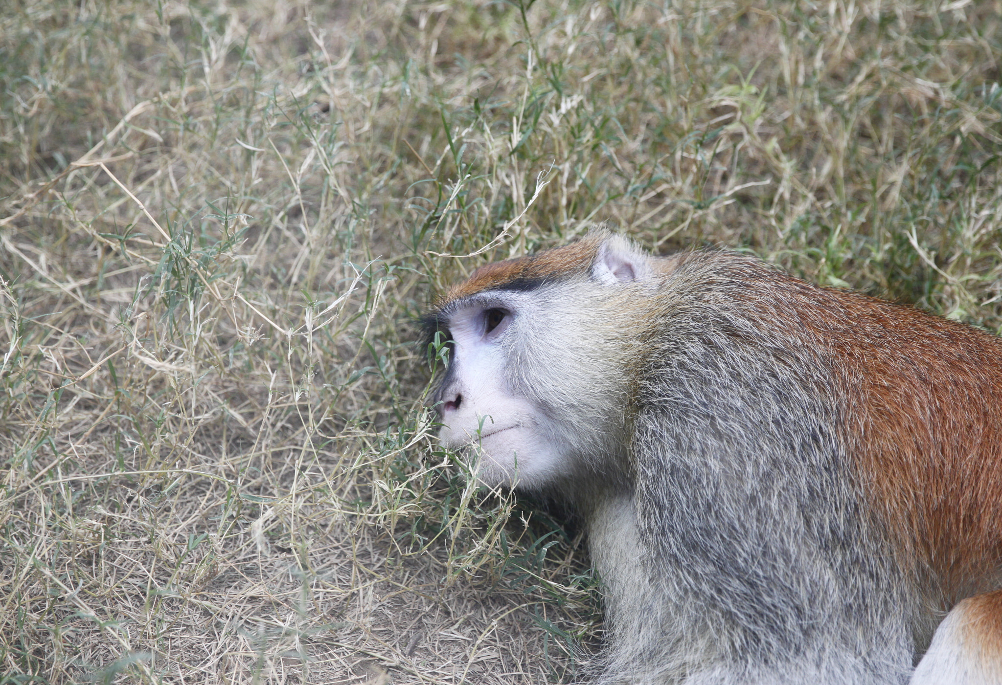 Canon EF 24-70mm F2.8L II USM sample photo. A sad monkey photography