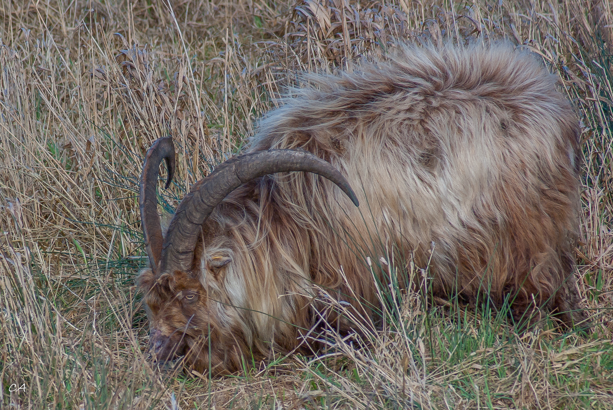 Tamron AF 70-300mm F4-5.6 Di LD Macro sample photo