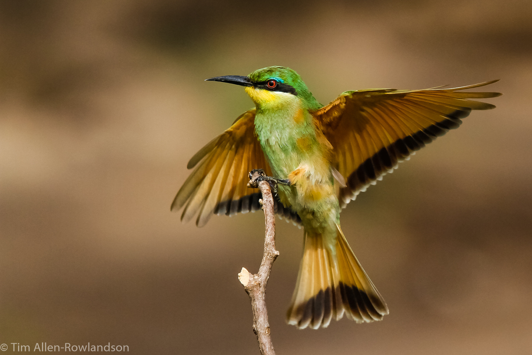 Canon EF 70-200mm F2.8L USM sample photo. Landing photography