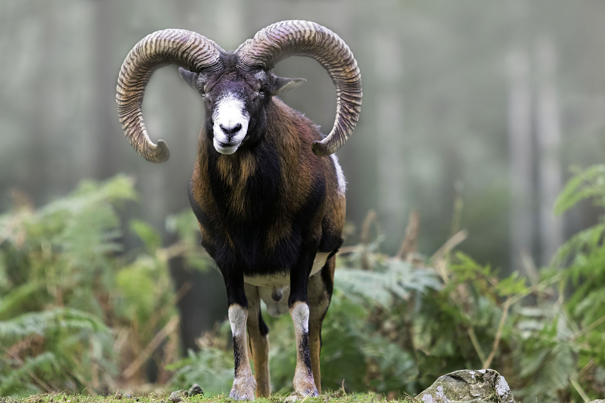 Canon EF 70-200mm F2.8L USM sample photo. Mouflon photography
