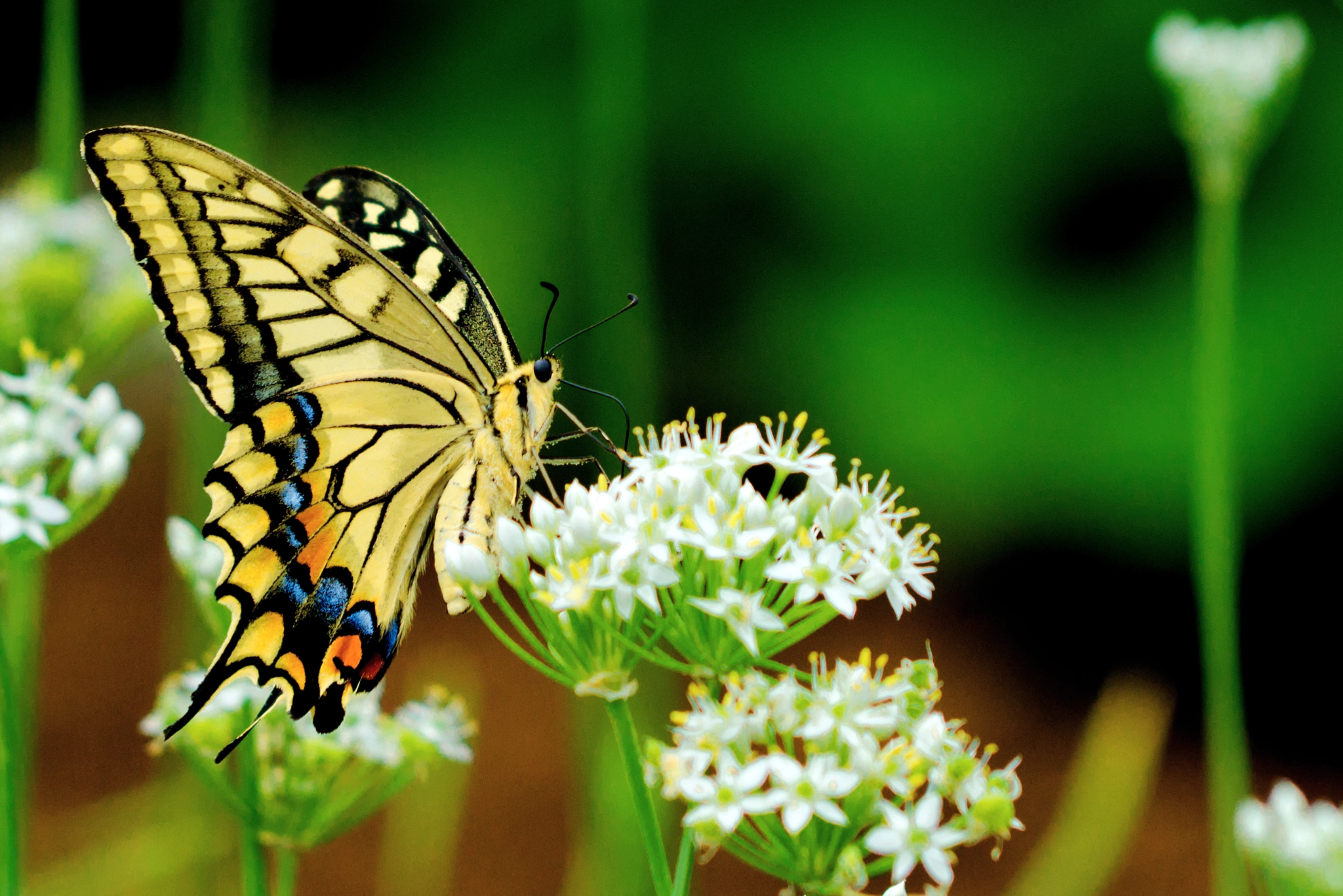 Nikon D7000 + Sigma 70-200mm F2.8 EX DG OS HSM sample photo. Female yellow swallowtail on leek flower photography