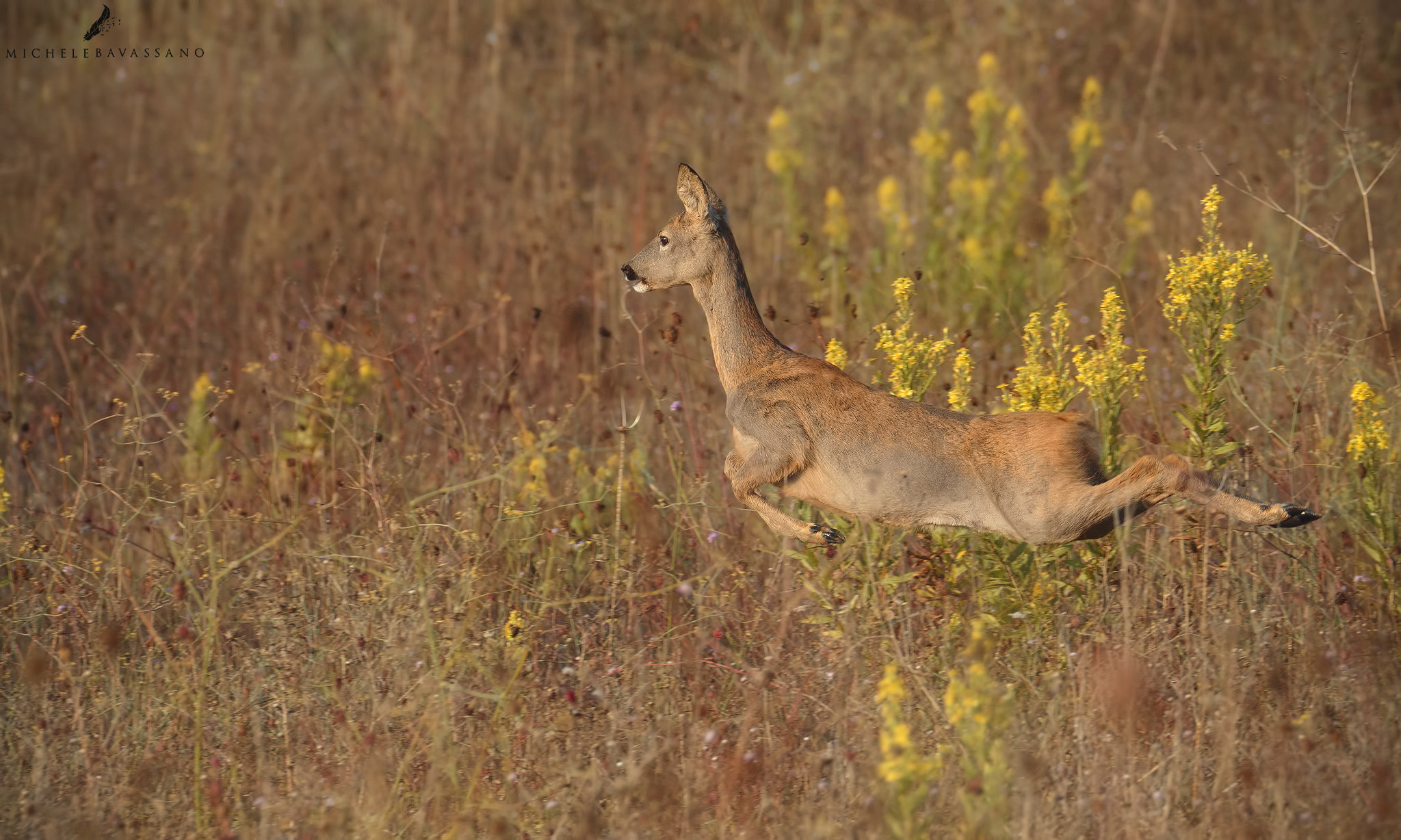 Canon EOS 70D sample photo. Flying roe deer photography