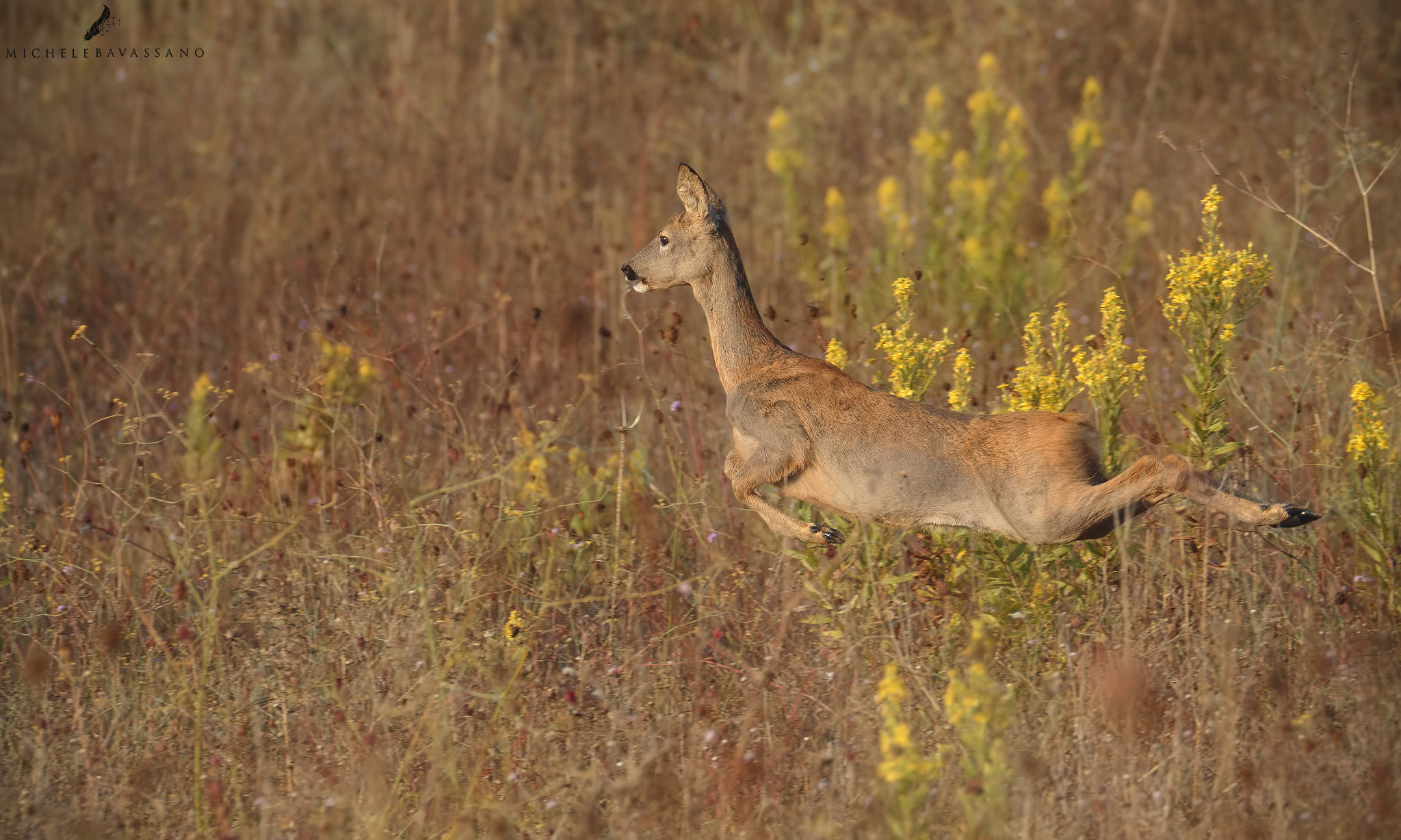 150-600mm F5-6.3 DG OS HSM | Sports 014 sample photo. Flying roe deer photography