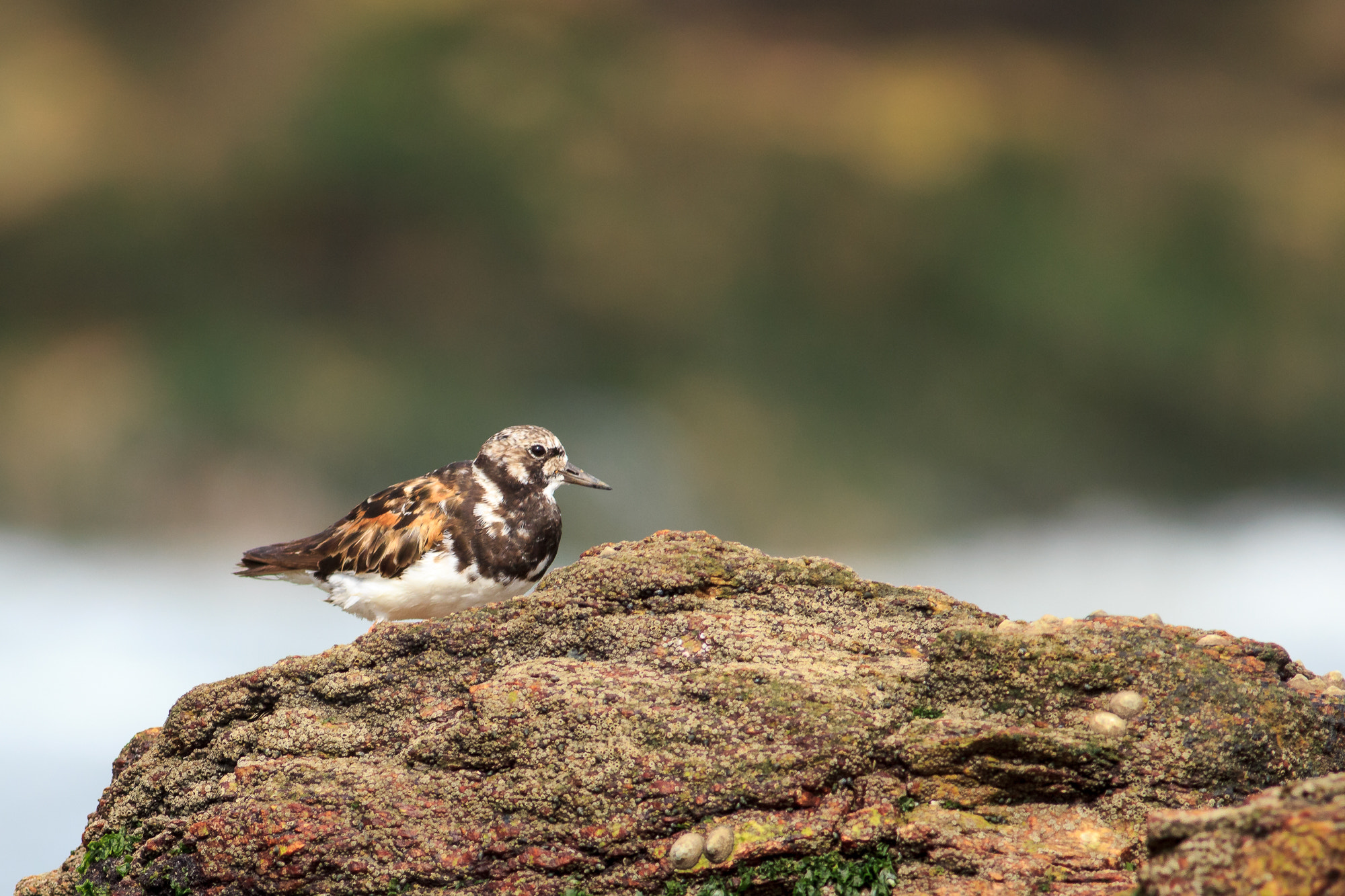 Canon EOS 550D (EOS Rebel T2i / EOS Kiss X4) + Canon EF 400mm F5.6L USM sample photo. Ruddy turnstone photography