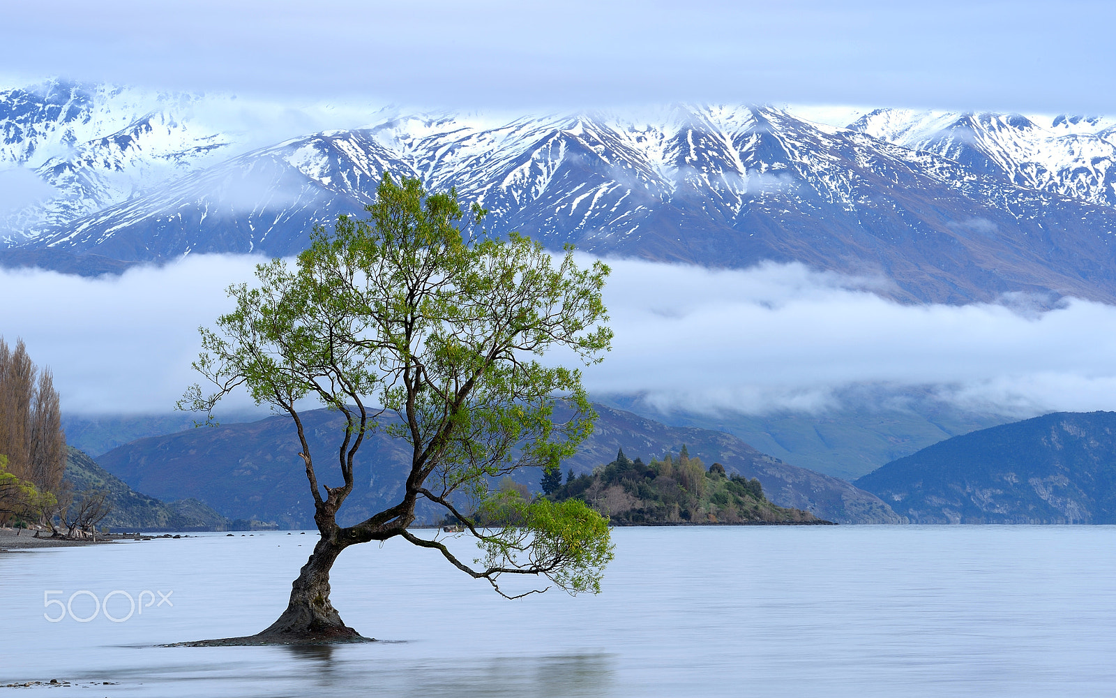 Nikon Df sample photo. Wanaka willow photography