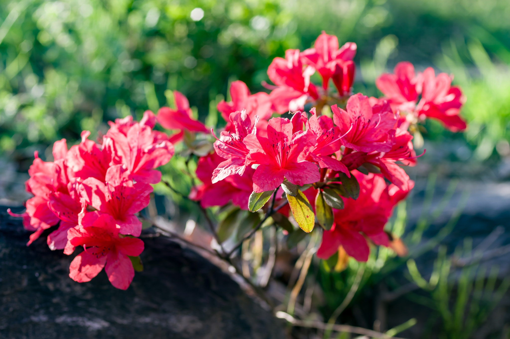 smc PENTAX-FA Macro 50mm F2.8 sample photo. Royal azalea photography