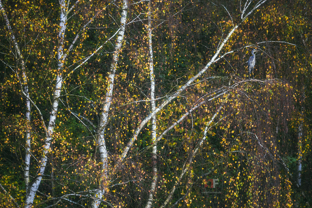 Nikon D810 + Nikon AF-S Nikkor 400mm F2.8G ED VR II sample photo. Autumnal scenery photography