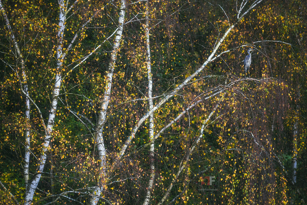 Nikon AF-S Nikkor 400mm F2.8G ED VR II sample photo. Autumnal scenery photography