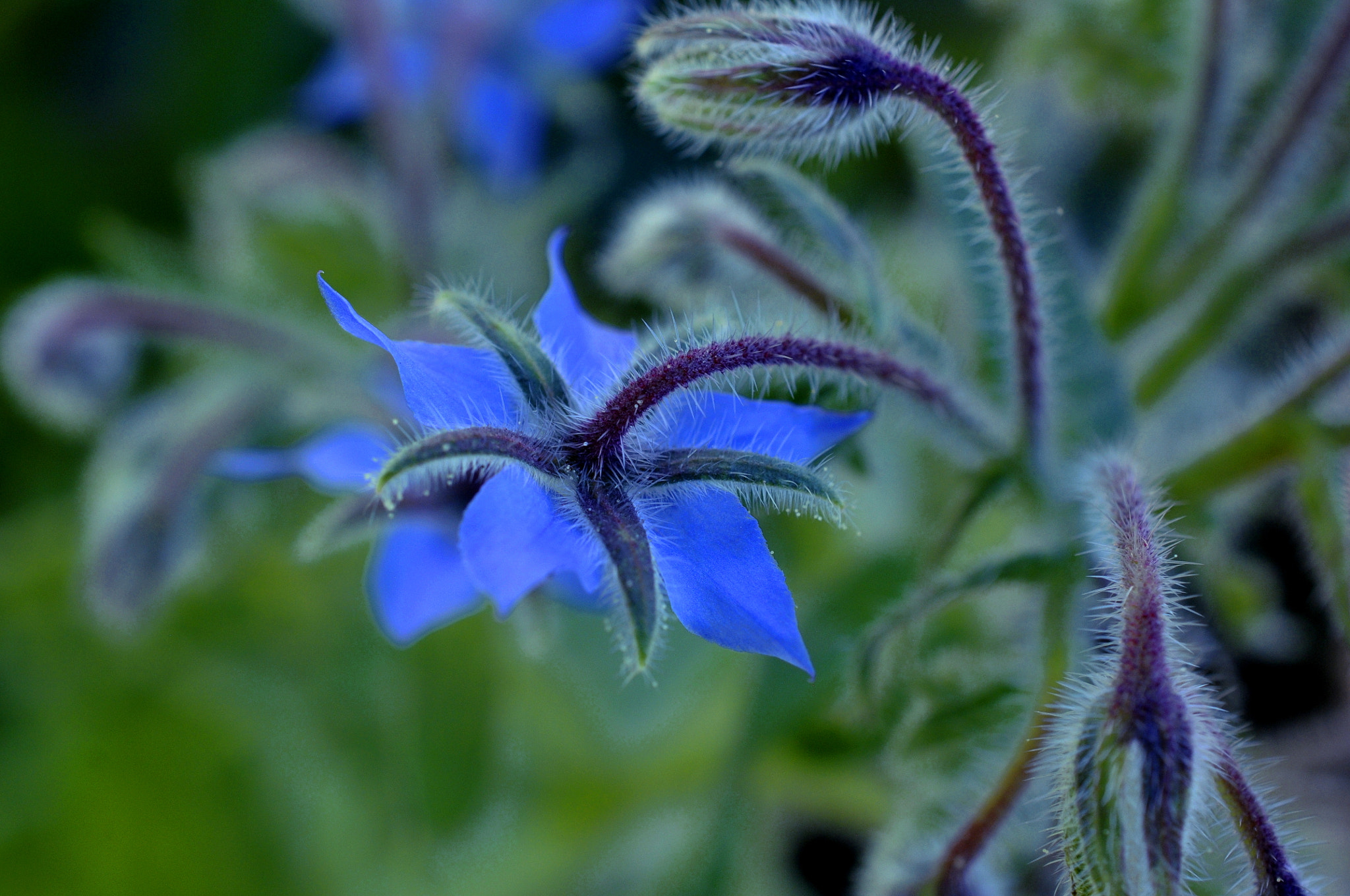Nikon AF-S DX Micro Nikkor 40mm F2.8 sample photo. Aramis photography