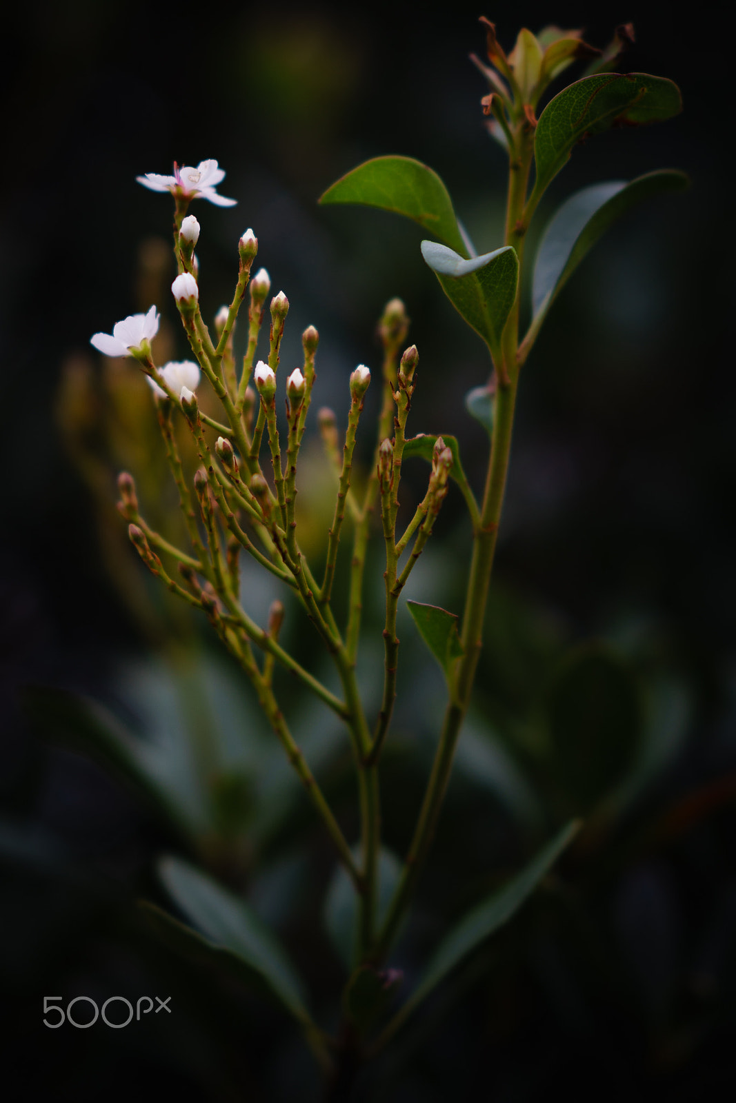 Sony FE 85mm F1.4 GM sample photo. Branch photography