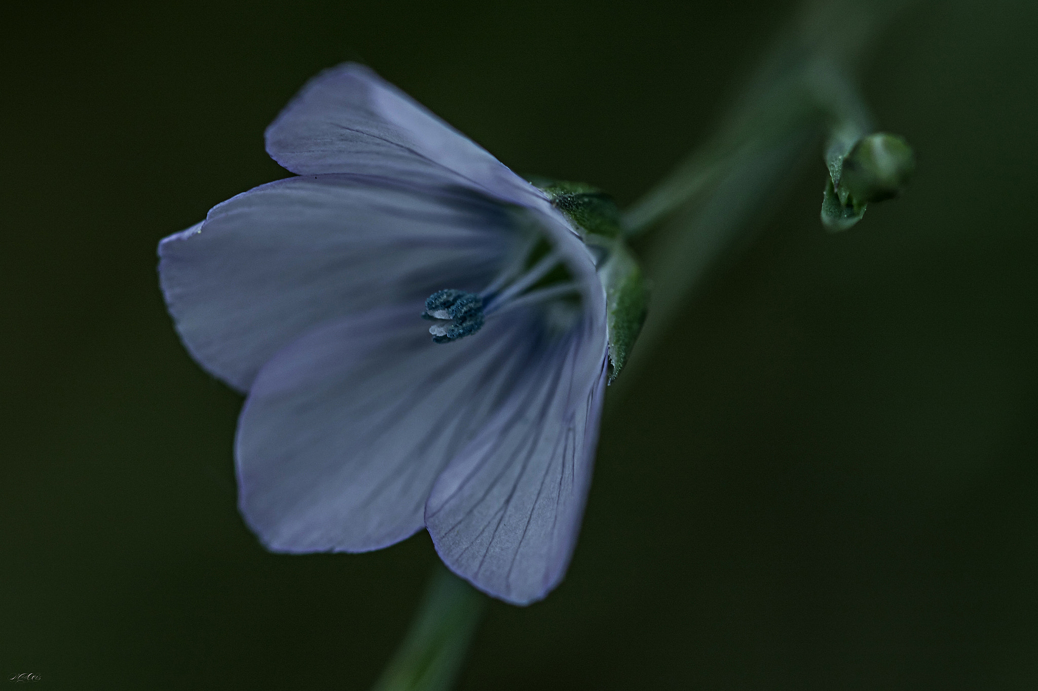 Sigma 105mm F2.8 EX DG OS HSM sample photo. Fleur bleu photography