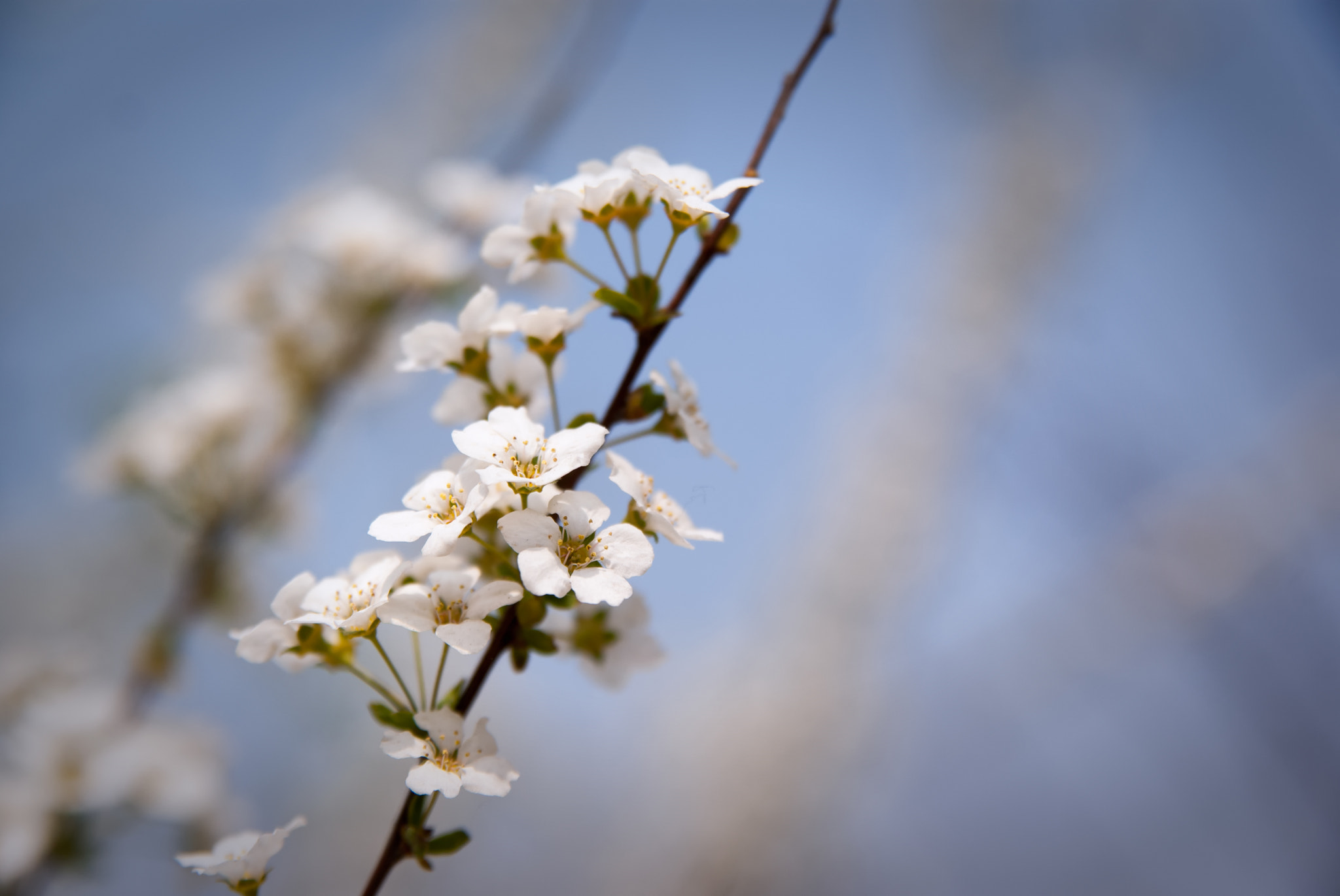 Sony Alpha DSLR-A300 + Sigma 17-70mm F2.8-4.5 (D) sample photo. Cherry blossoms photography