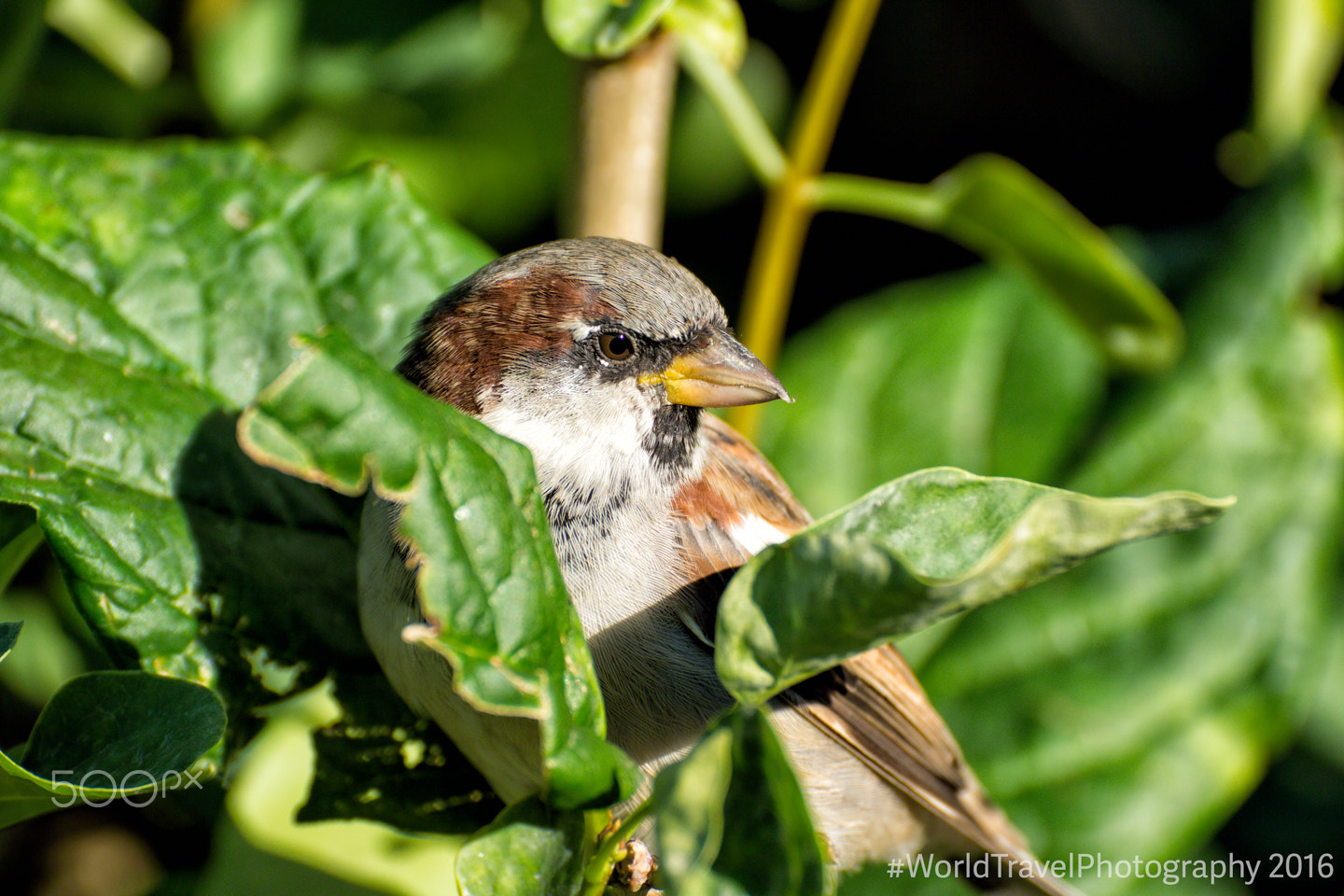 Tamron SP 70-300mm F4-5.6 Di USD sample photo. Bird ii photography