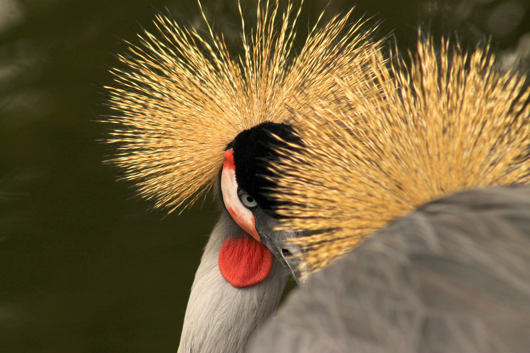 Canon EF 75-300mm f/4-5.6 USM sample photo. Crowned crane photography