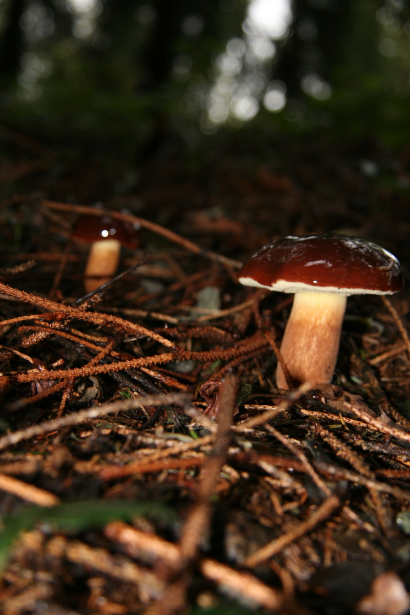 Canon EF-S 17-85mm F4-5.6 IS USM sample photo. Img photography