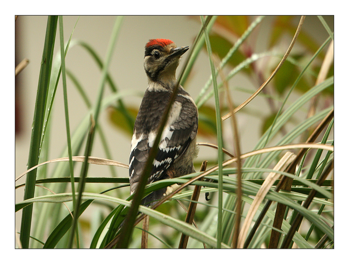 Canon EOS 40D sample photo. Woodpecker photography