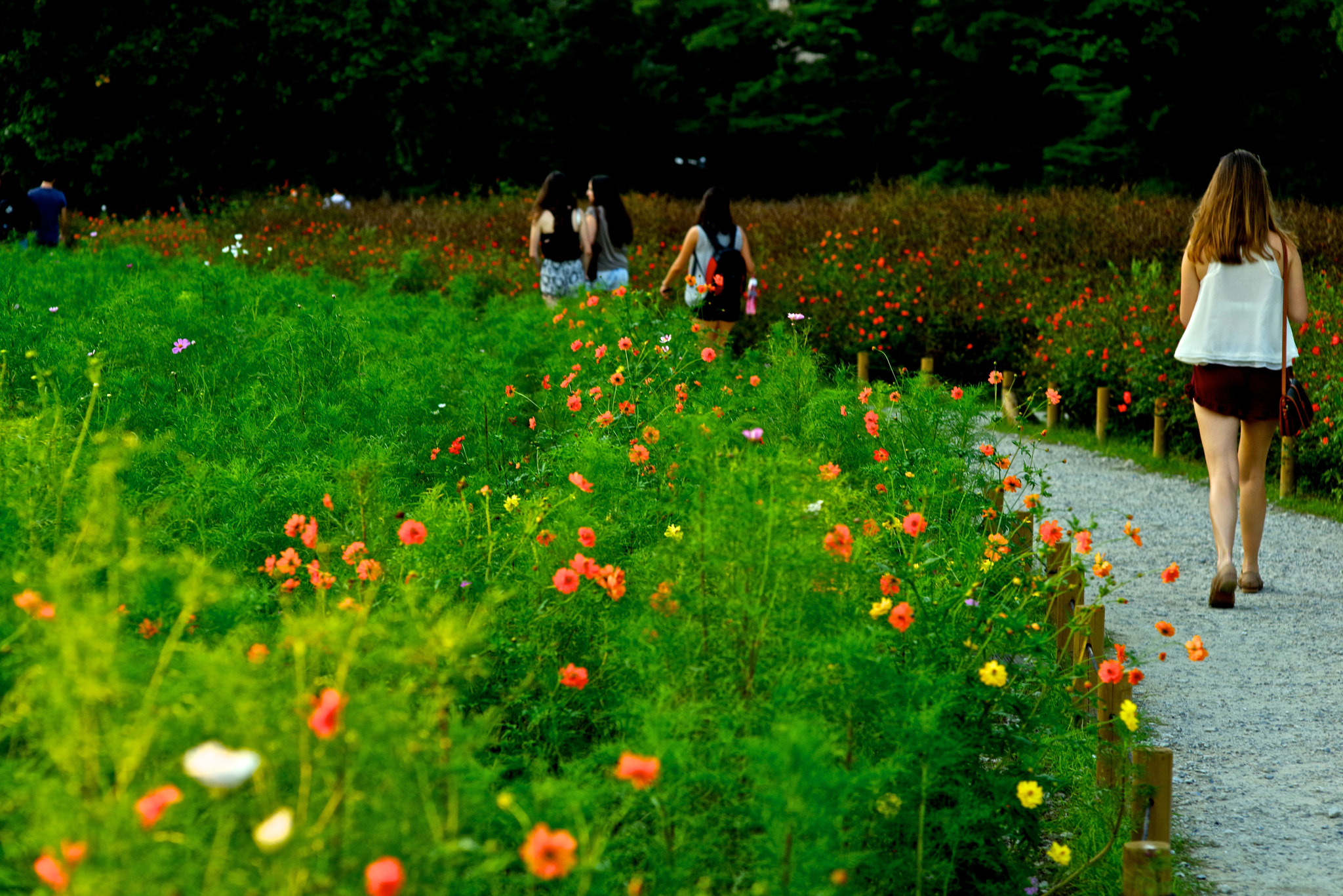 Pentax K-1 sample photo. Cosmos road photography