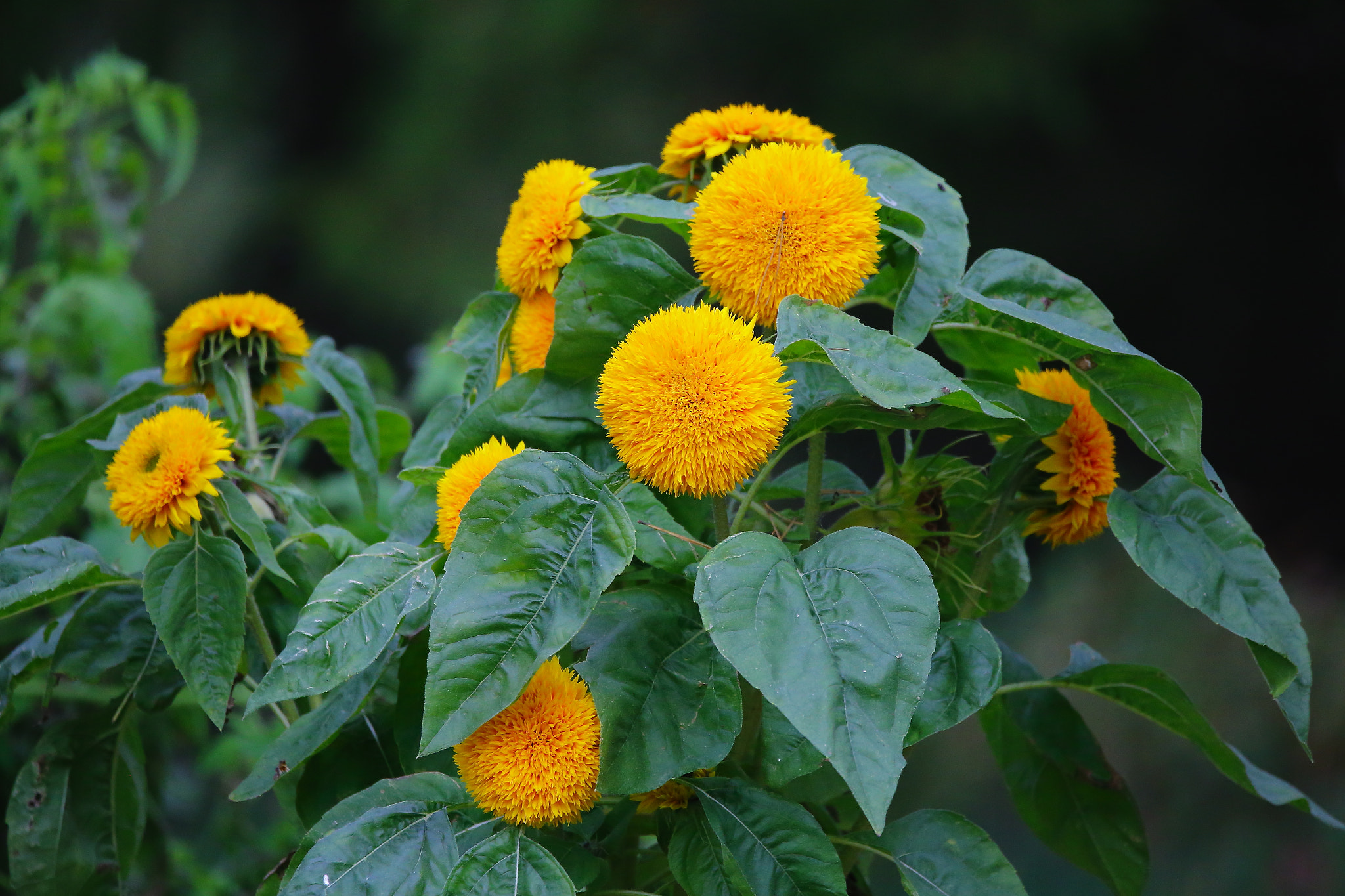 Sigma 150-600mm F5-6.3 DG OS HSM | C sample photo. Sunflowers photography