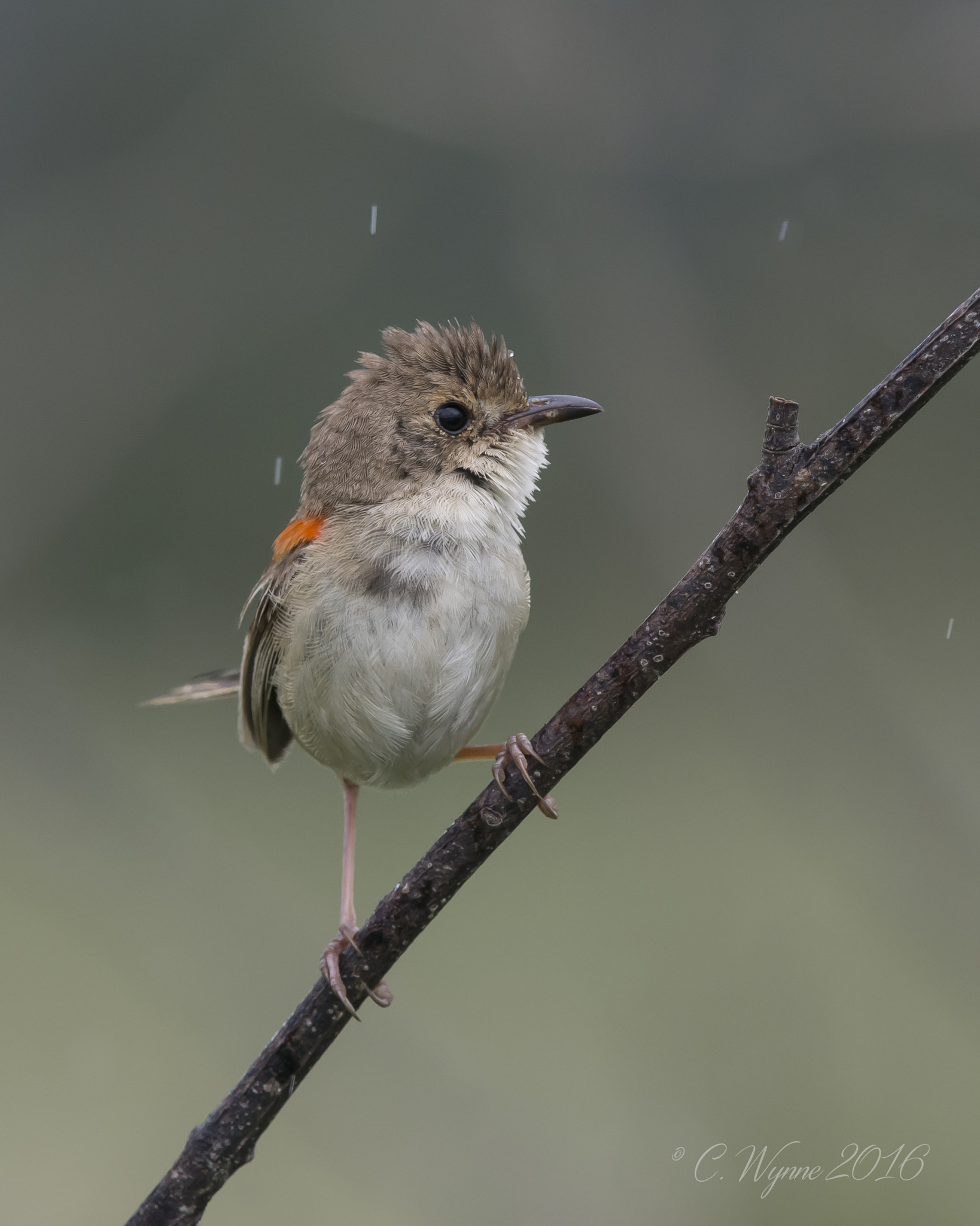 Nikon Nikkor AF-S 300mm F4E PF ED VR sample photo. Red-backed fairy-wren photography