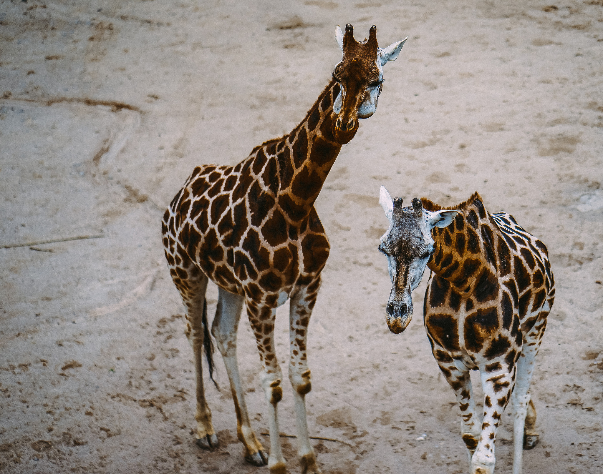 Sony a7R sample photo. Giraffes photography