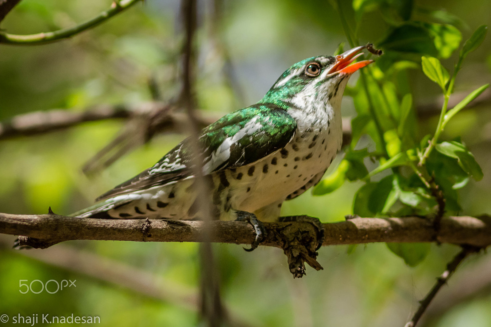 Canon EOS 700D (EOS Rebel T5i / EOS Kiss X7i) + Canon EF 300mm F4L IS USM sample photo. Diederik cuckoo photography