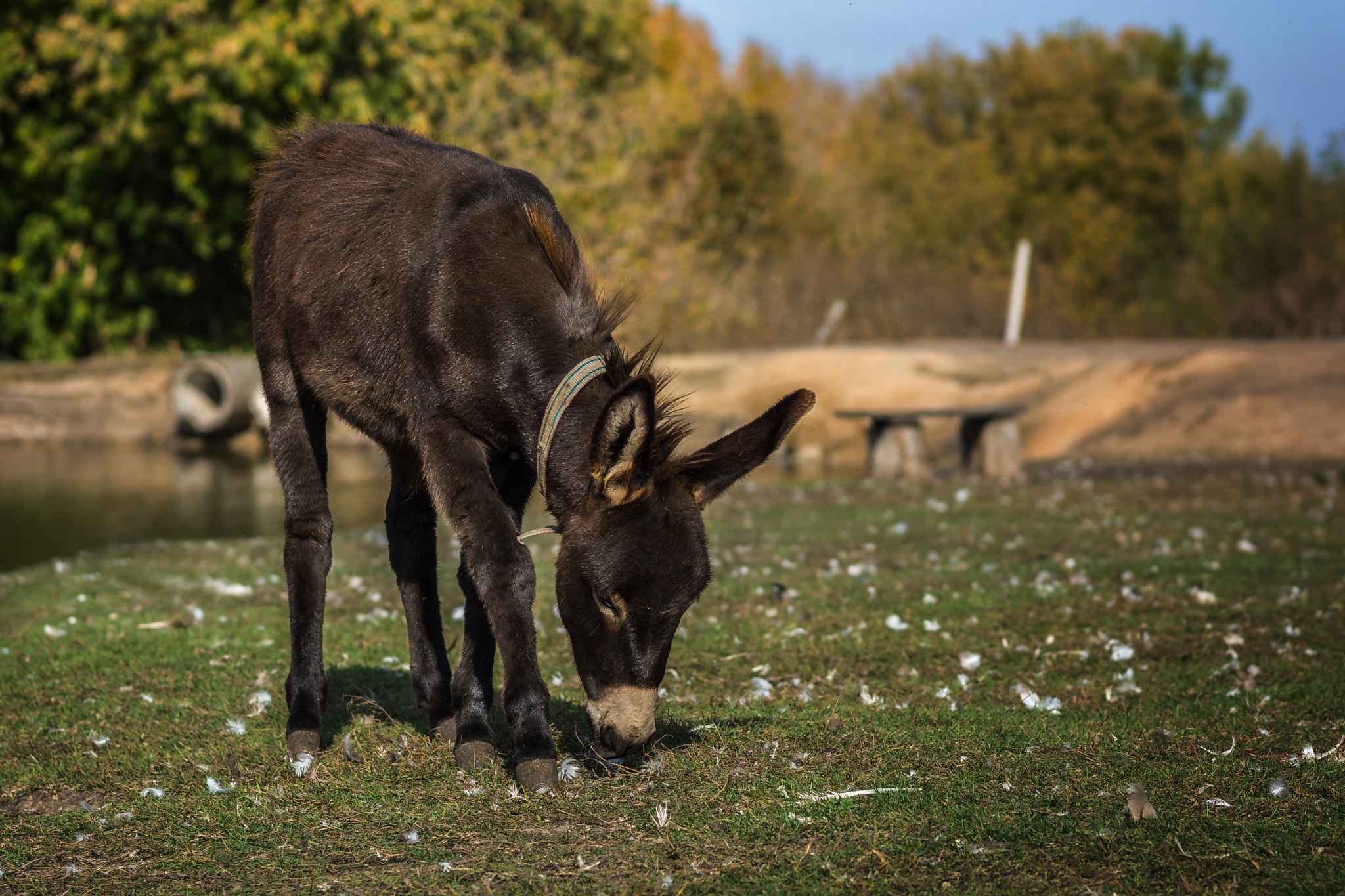 Sony 85mm F2.8 SAM sample photo. In village photography