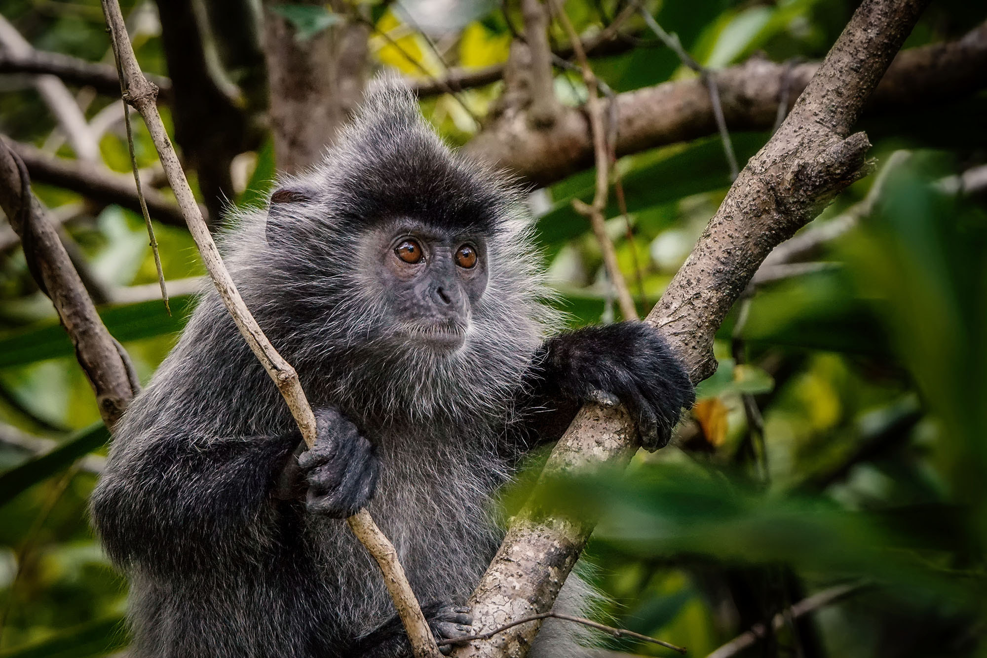 Sony 70-400mm F4-5.6 G SSM II sample photo. Silvery langur / silvery lutung photography