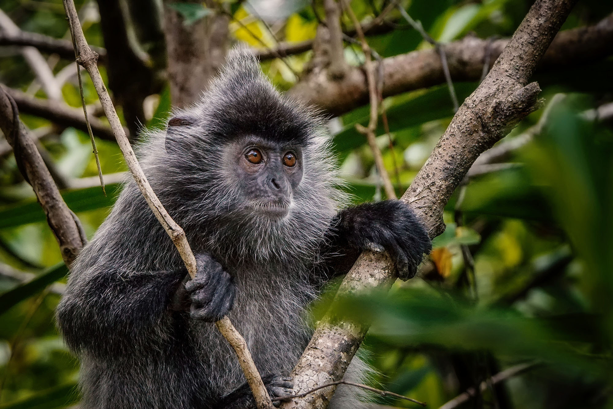 Sony ILCA-77M2 + Sony 70-400mm F4-5.6 G SSM II sample photo. Silvery langur / silvery lutung photography