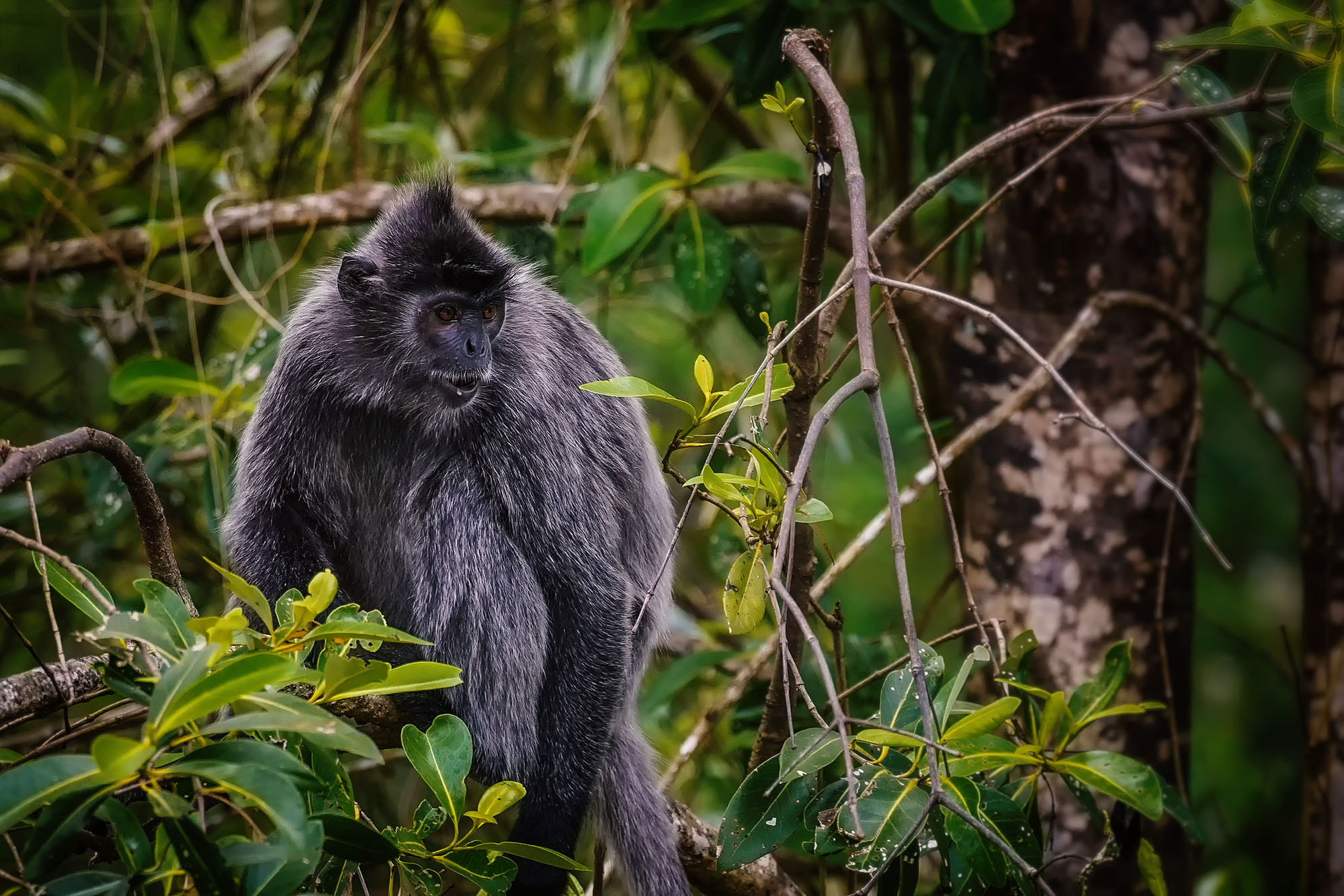Sony a7 II + Sony 70-300mm F4.5-5.6 G SSM sample photo. Silvery langur / silvery lutung photography