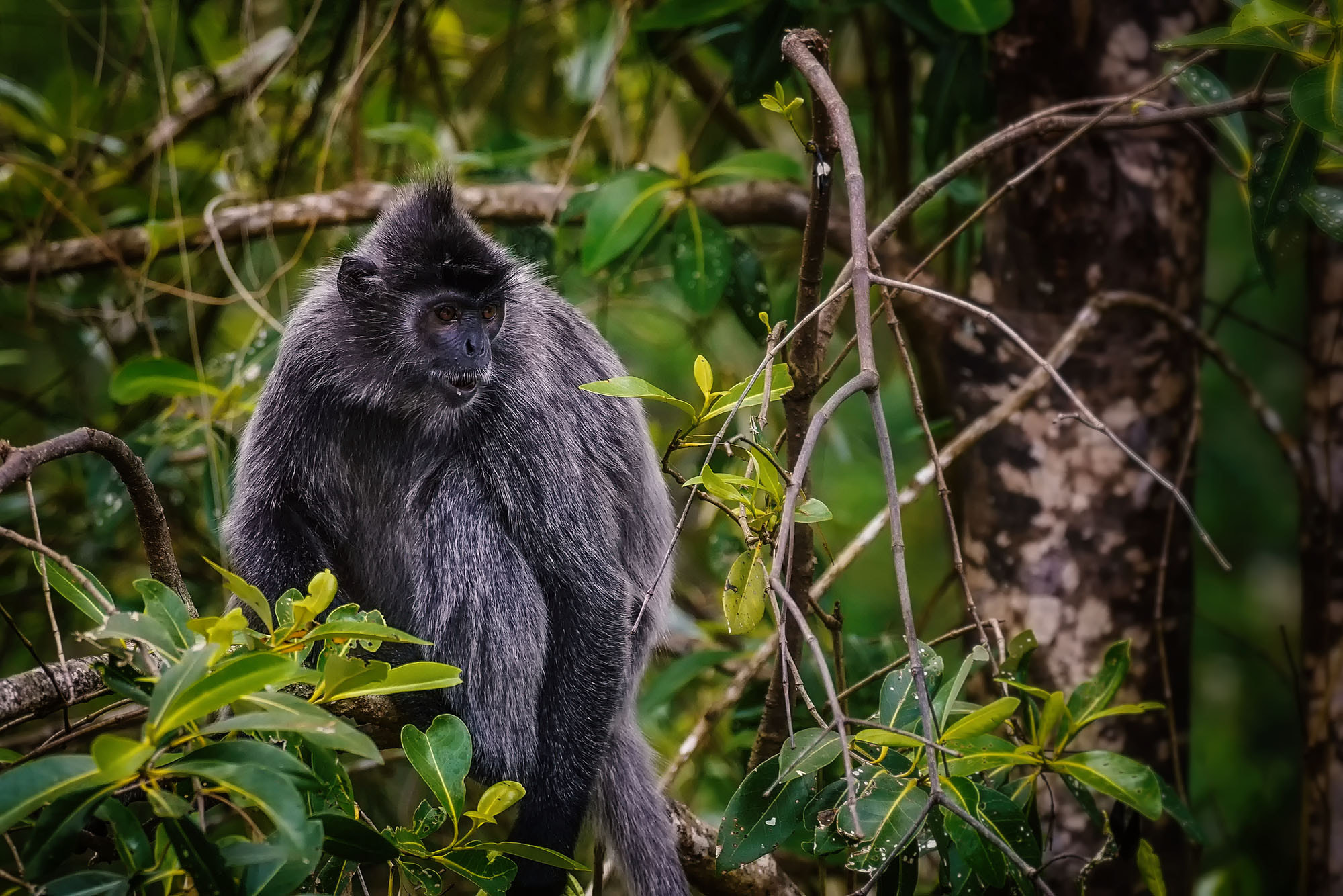 Sony 70-300mm F4.5-5.6 G SSM sample photo. Silvery langur / silvery lutung photography