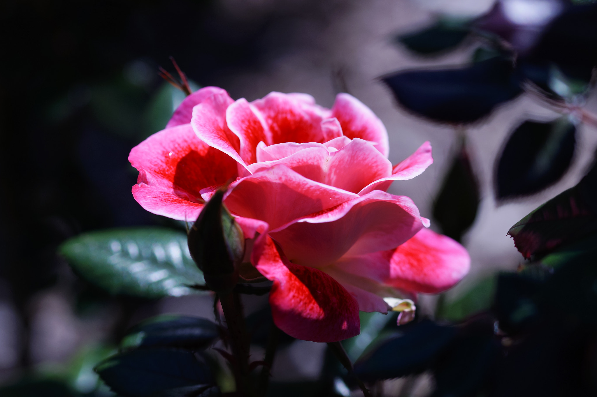 Sony SLT-A58 + 105mm F2.8 sample photo. Abg_20161006_06 photography