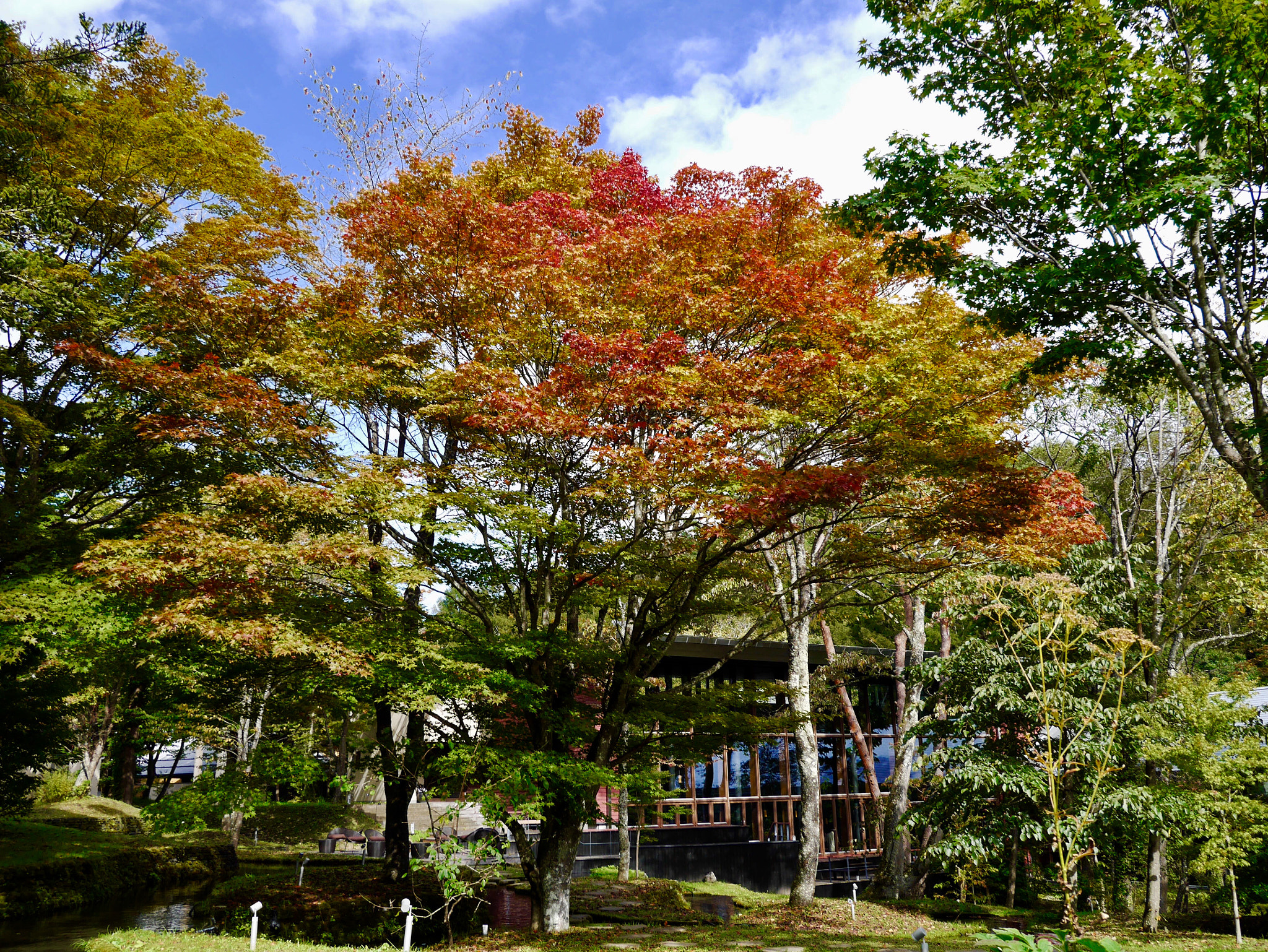 LUMIX G VARIO PZ 14-42/F3.5-5.6 sample photo. Autumn colours photography