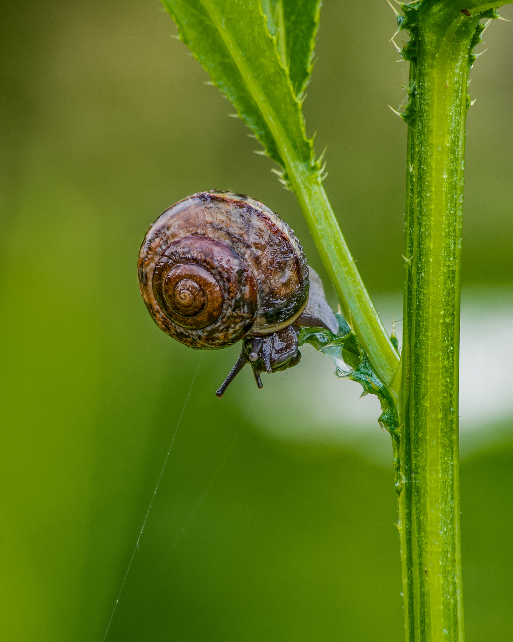 Pentax K-30 sample photo. Snail in the rain photography