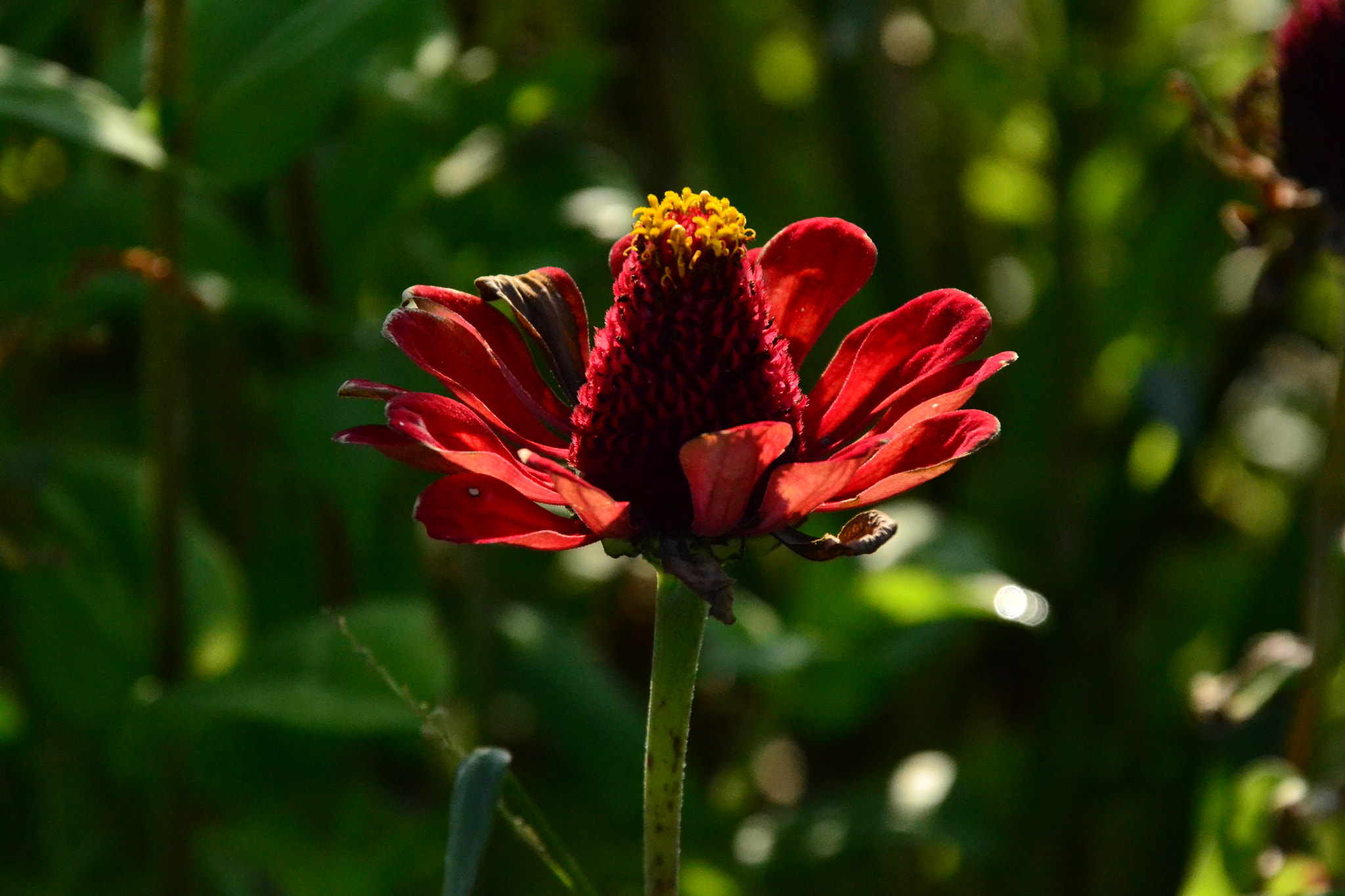 Nikon D3100 + Sigma 18-200mm F3.5-6.3 DC OS HSM sample photo. Spacy flower ;))) photography