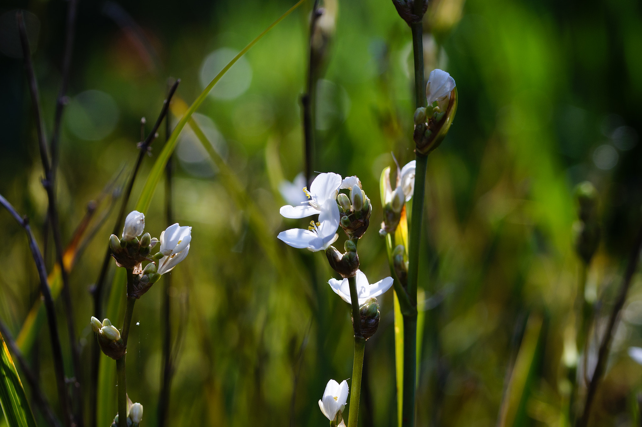 Sony SLT-A58 + 105mm F2.8 sample photo. Abg_20161006_18 photography