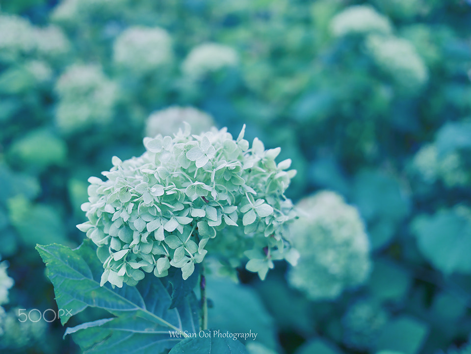 Panasonic Lumix DMC-GX7 + Panasonic Lumix G 20mm F1.7 ASPH sample photo. Hydrangea 12 photography
